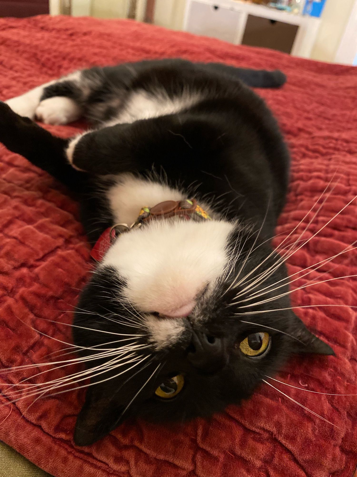 Black and white cat being playful