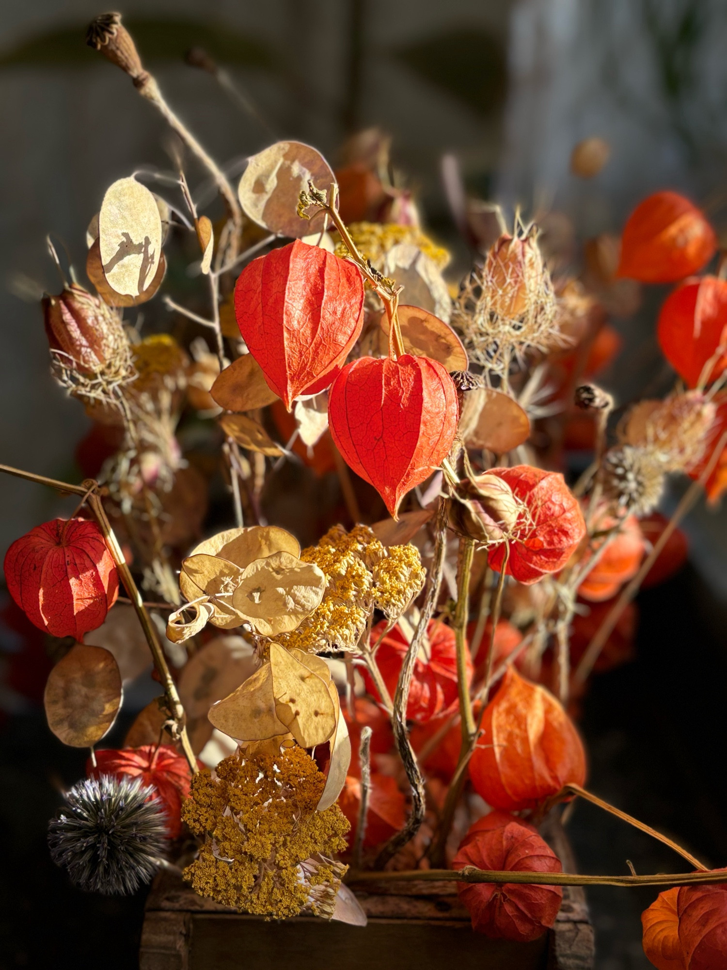 Gesteck aus getrockneten Lampionblumen, Schafgarben, Jungfer im Grünen, Silbertaler und Distel von der Sonne beschienen