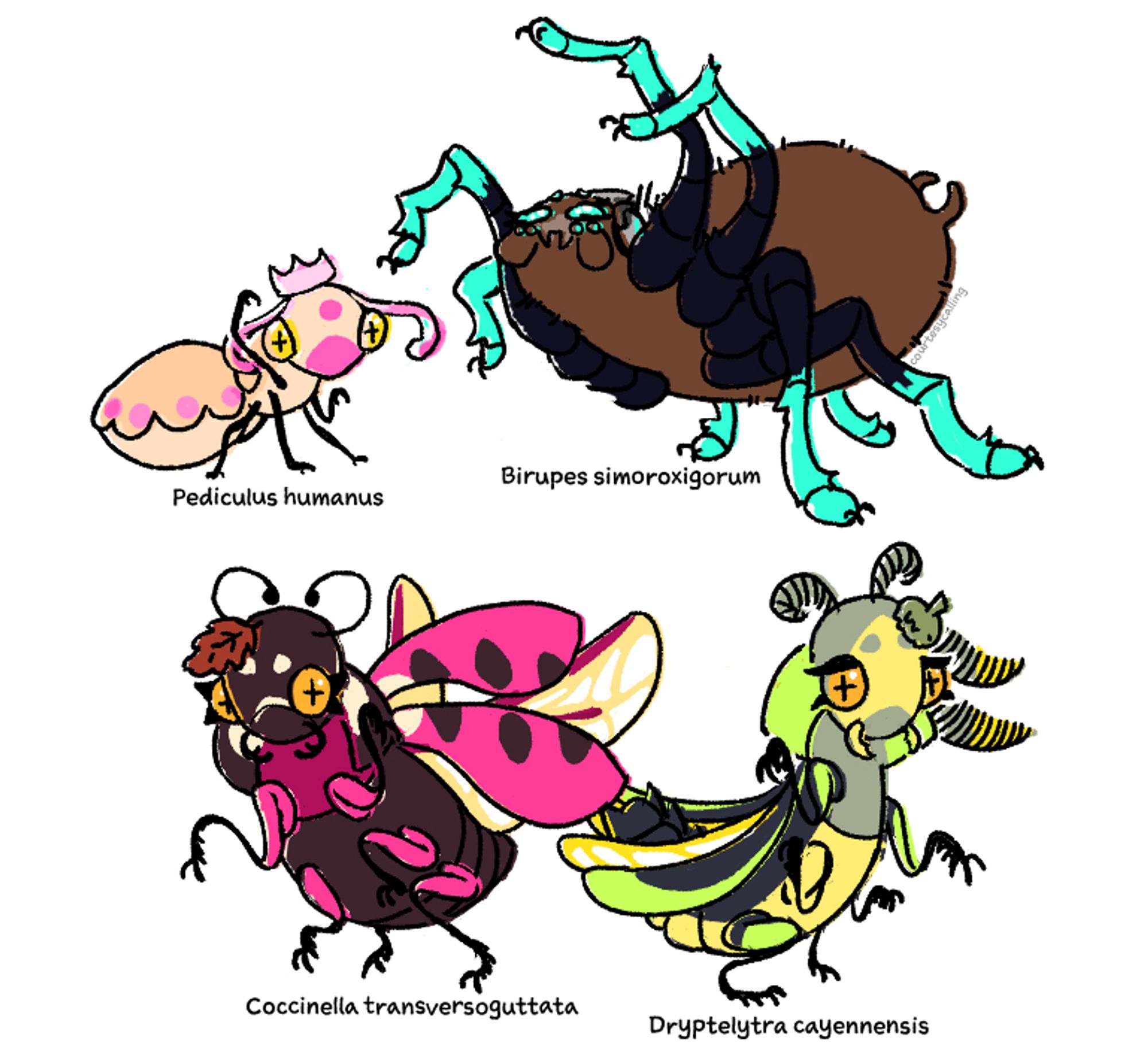 Splatoon characters as bugs (Pearl is a head louse, Marina is a neon blue leg tarantula, Callie is a transverse lady beetle (C. transversoguttata), Marie is a Dryptelytra firefly (D. cayennensis))