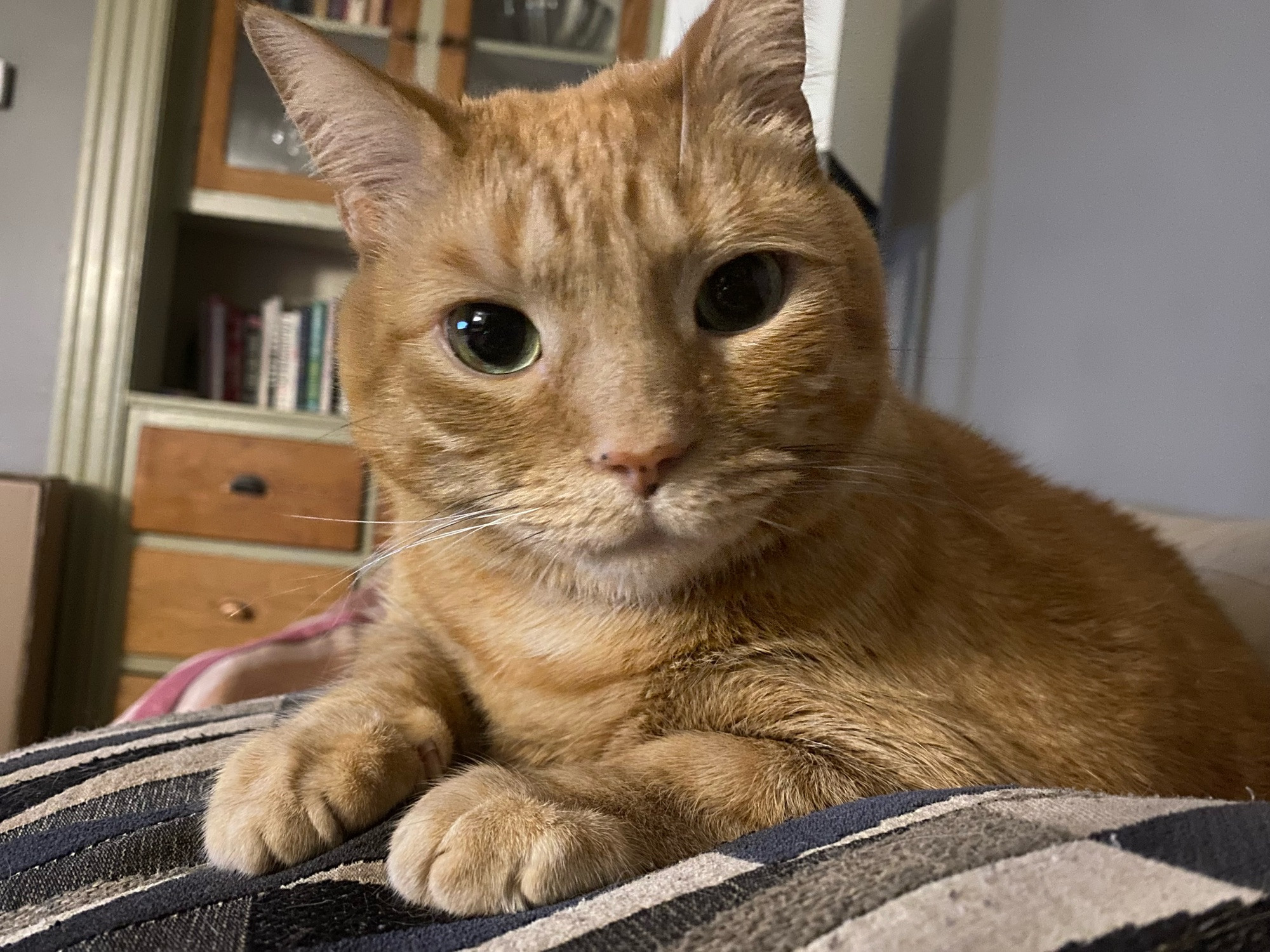 Photo of an orange cat sitting down and looking towards the camera