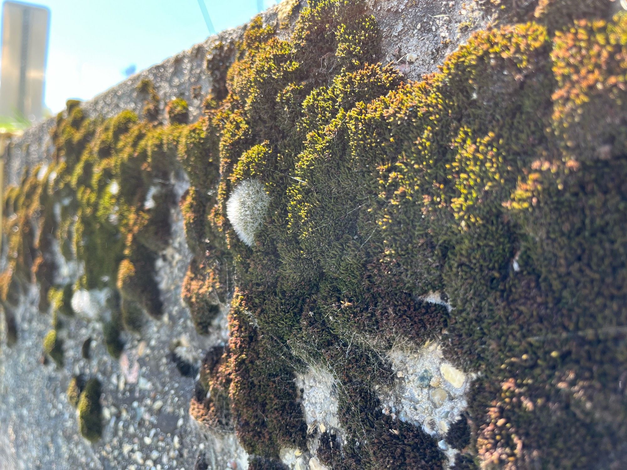 Moss of green and brown with few white patches clings to the old concrete above a culvert. The sun shines brightly.