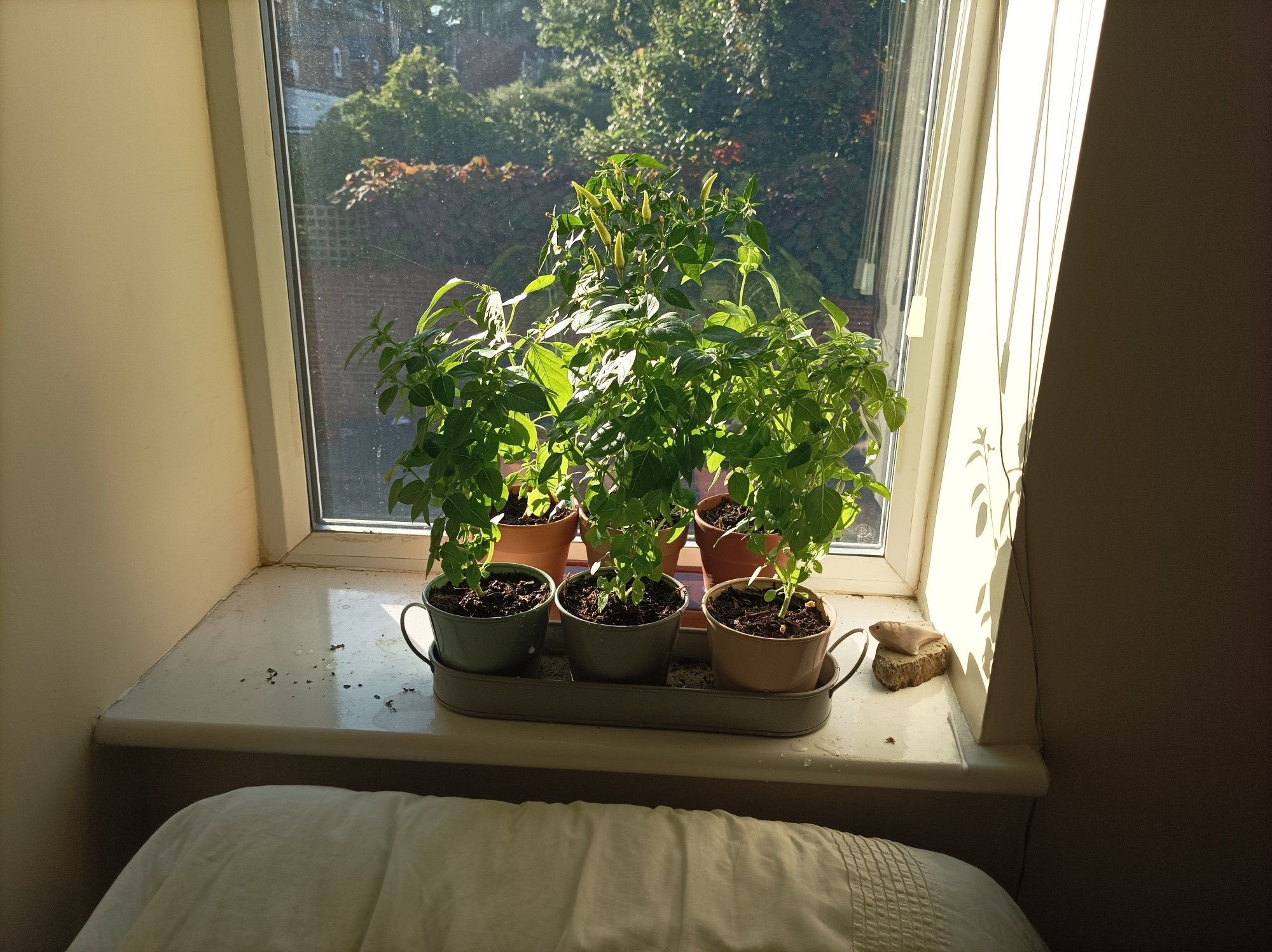 A collection of plants on a windowledge bathed in early morning sun. There's foliage outside too.