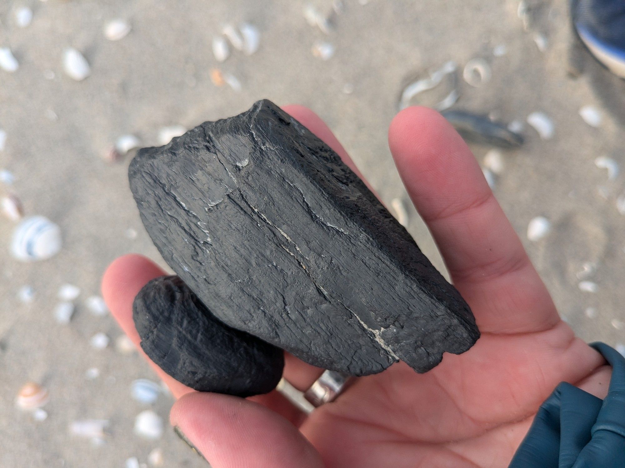 A hand with a silver ring on the middle finger holding two striated chunks of black rock.