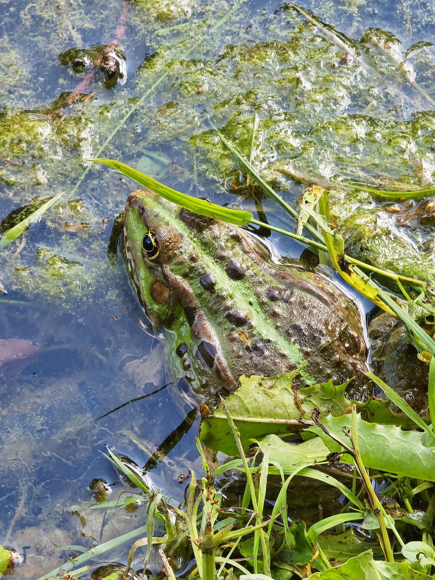 Das Bild zeigt einen Frosch, der teils im Wasser und teils im Gras am Ufer eines Teiches sitzt. Der Frosch hat eine grün-braune Haut mit dunklen Flecken und sitzt gut getarnt zwischen Wasserpflanzen und Algen. Die Umgebung ist durch Schlamm und Wasserpflanzen bedeckt.