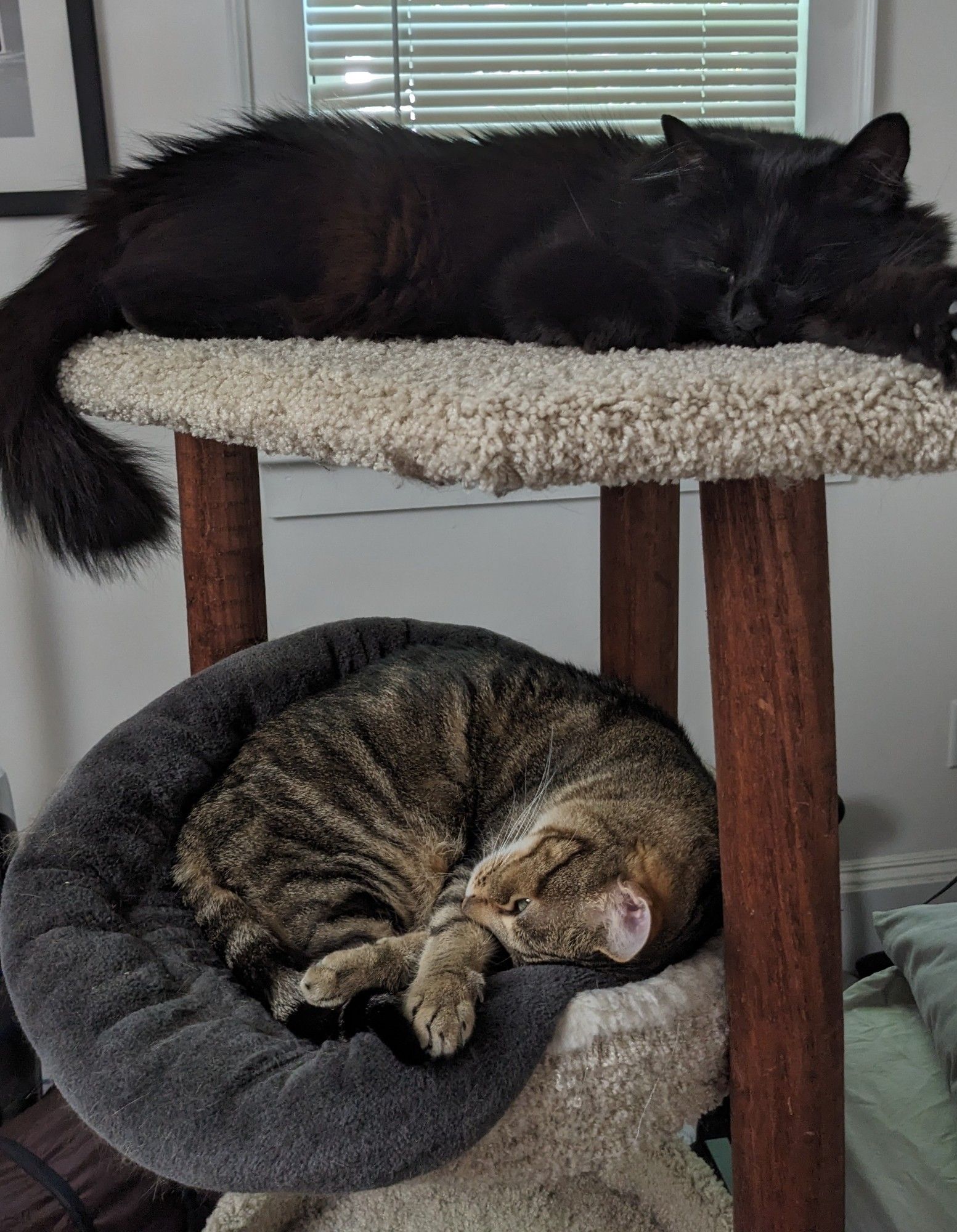 Two cats sleeping on a cat tower, one black long hair with one eye, one short hair tabby