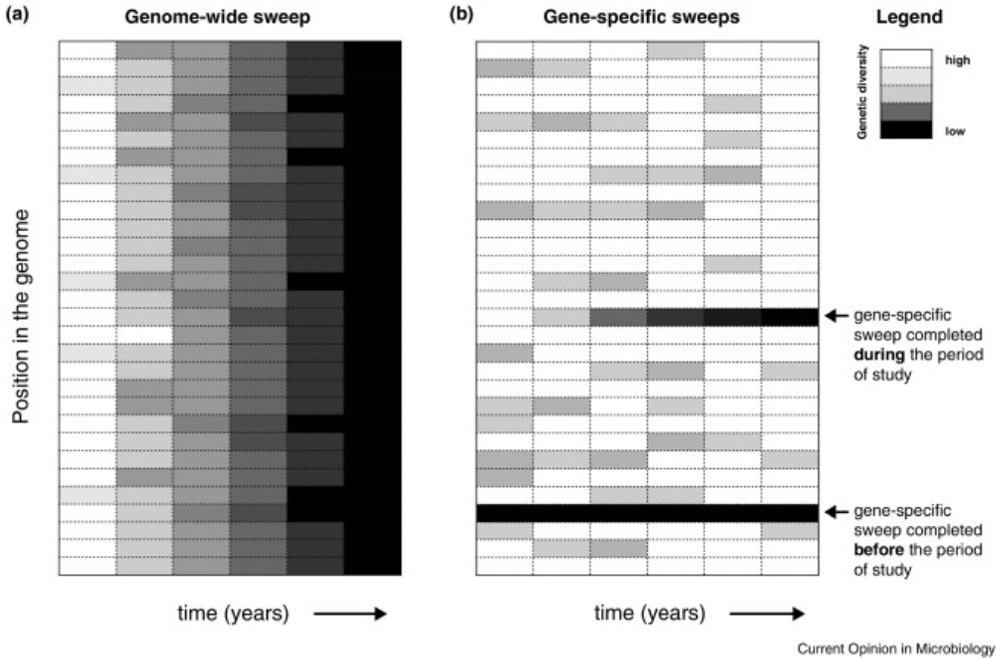 Schematic contrasting genome-wide selective sweeps, which purge genetic diversity genome-wide, and gene-specific sweeps which only purge diversity locally in genes targeted by selection.