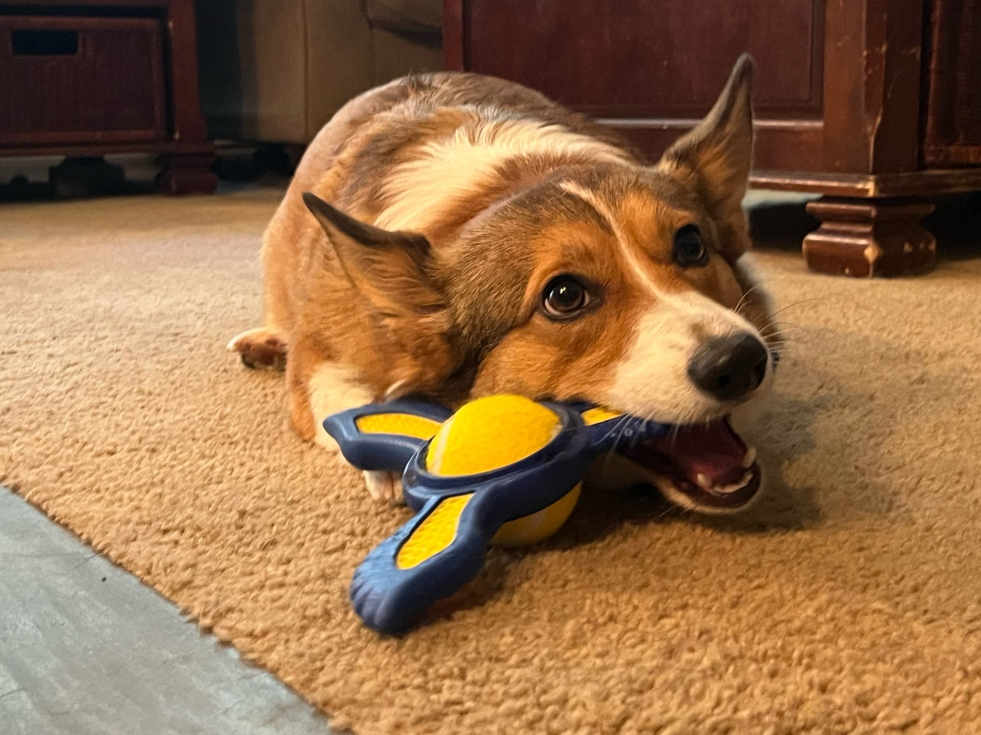 A Corgi biting a toy