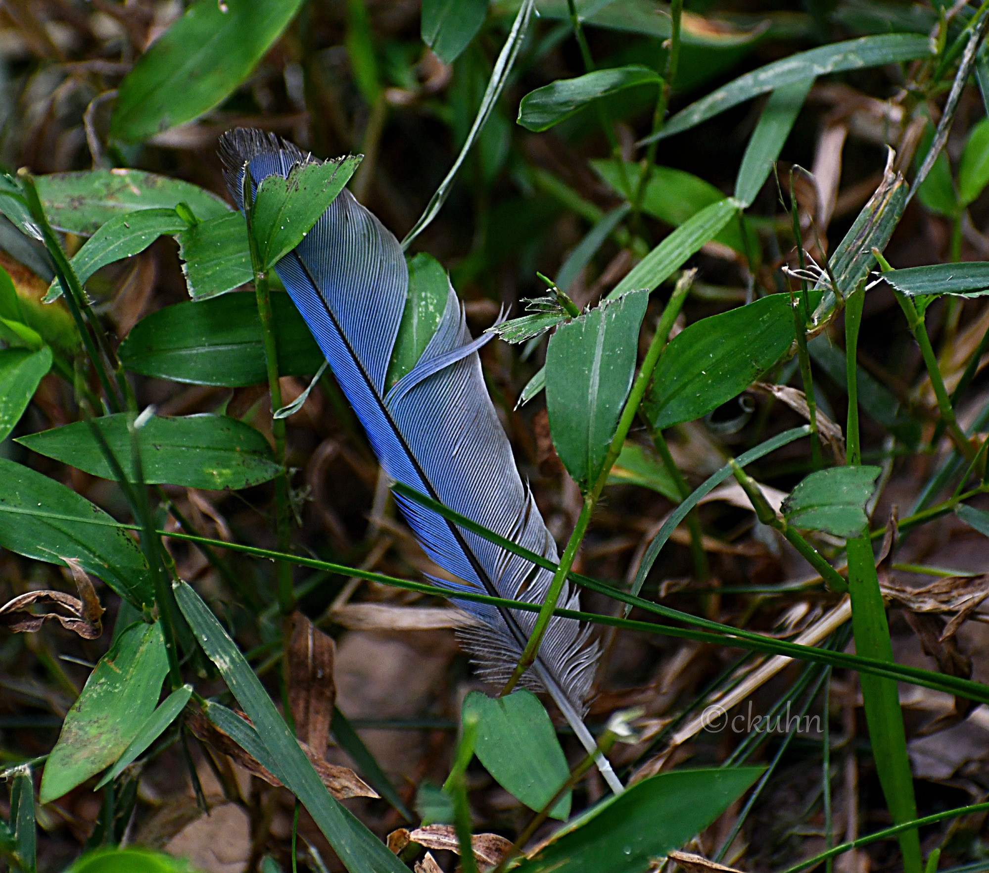 A blue feather that softly fades to gray-white on the right side is caught in blades of Japanese stiltgrass. 