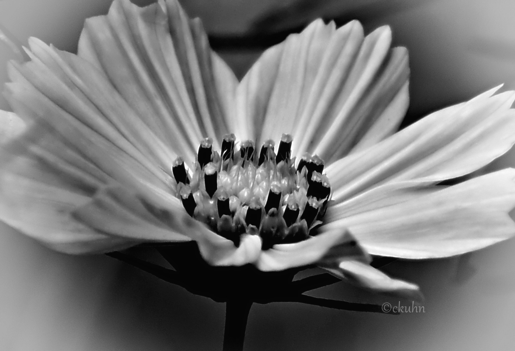 A black and white close-up of a pink daisy-like flower (a cosmos) with fluted petals and a center full of disk florets.