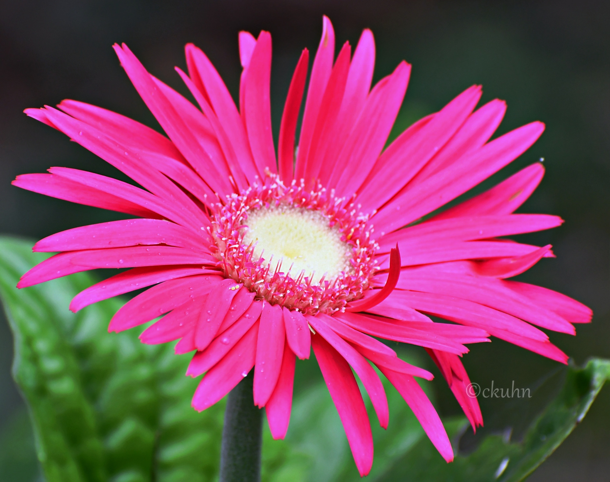 A close-up of a bright magenta Gerbera daisy with  ivory disk florets in the center rimmed by magenta trans florets. The stem is dark gray-green and the leaves are a vibrant green. 