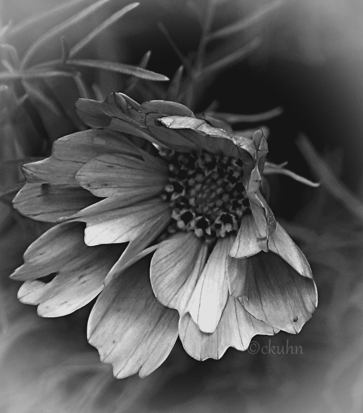 A black and white close-up of a seashell cosmos with striped tubular petals and a center of disk florets. In the background are the thin fern-like leaves of the flower.