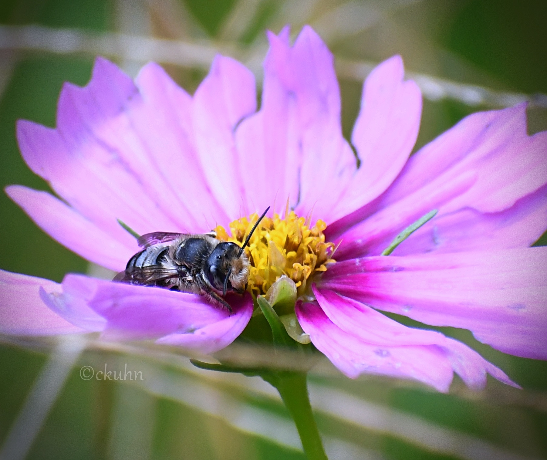 A bee sleeps in the curve of a pink cosmos flower petal with yellow disk florets to cradle her head. 
