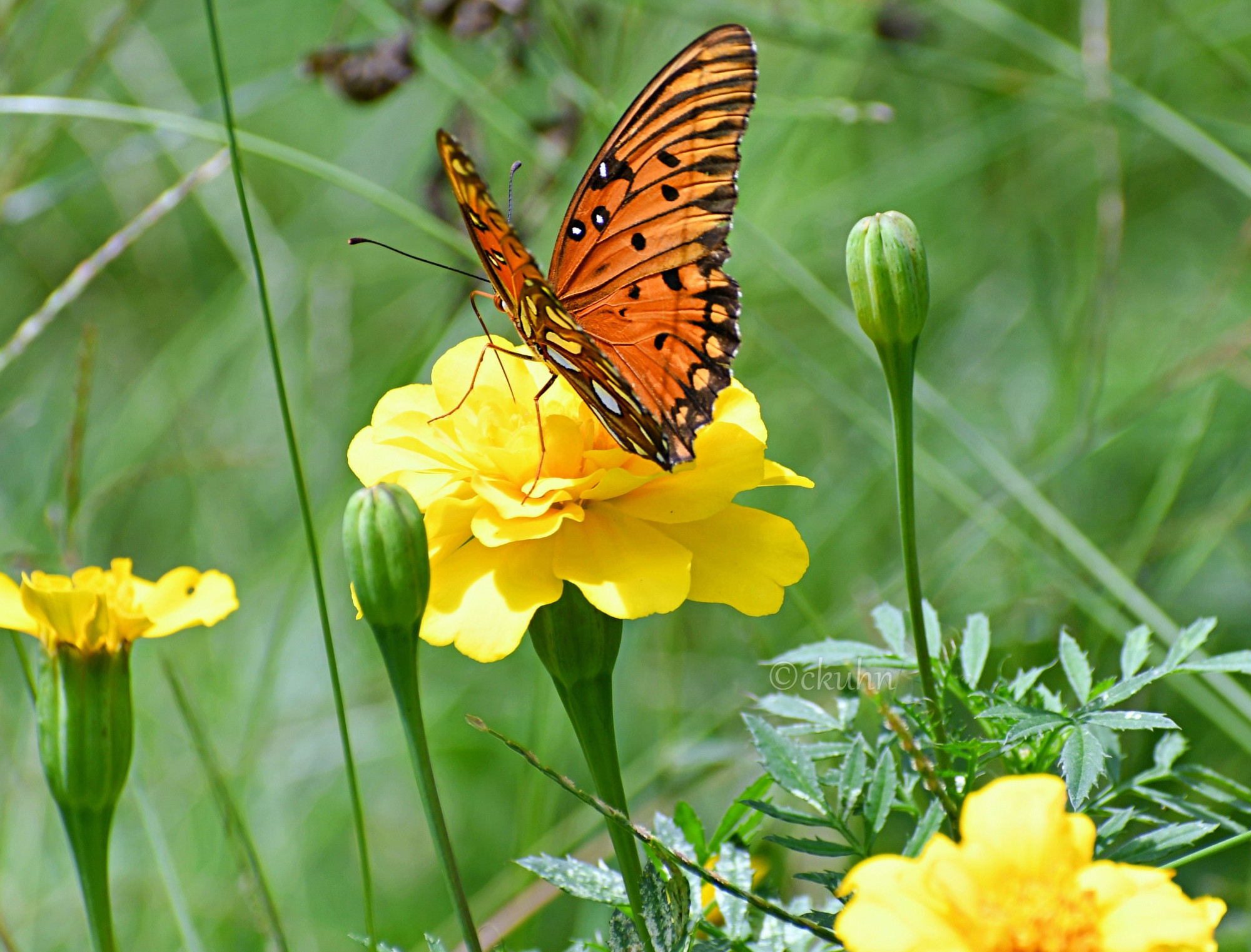 An orange butterfly with white spots and black markings (gulf fritillary) draws nectar from a yellow flower (marigold). More yellow flowers, buds, and clusters of serrated green leaves surround the flower. The background is a blur of green and ecru grasses, stems, faded flowers, and green shadows.