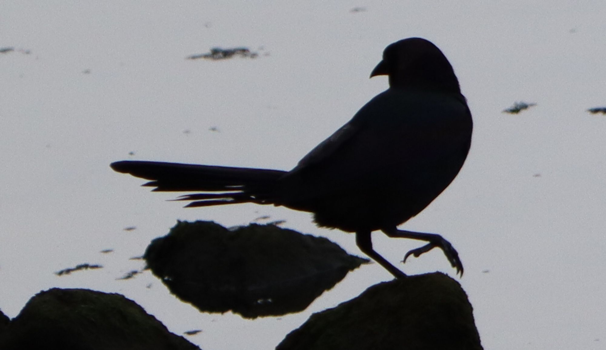 grackle; unaltered photo