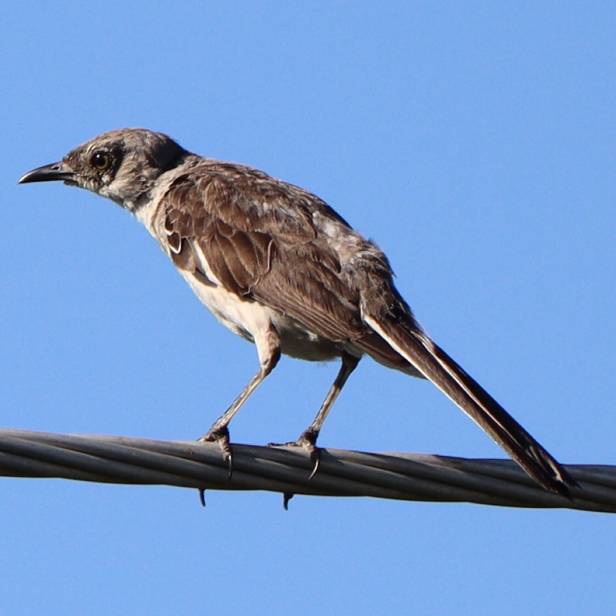 mockingbird in prime mocking position