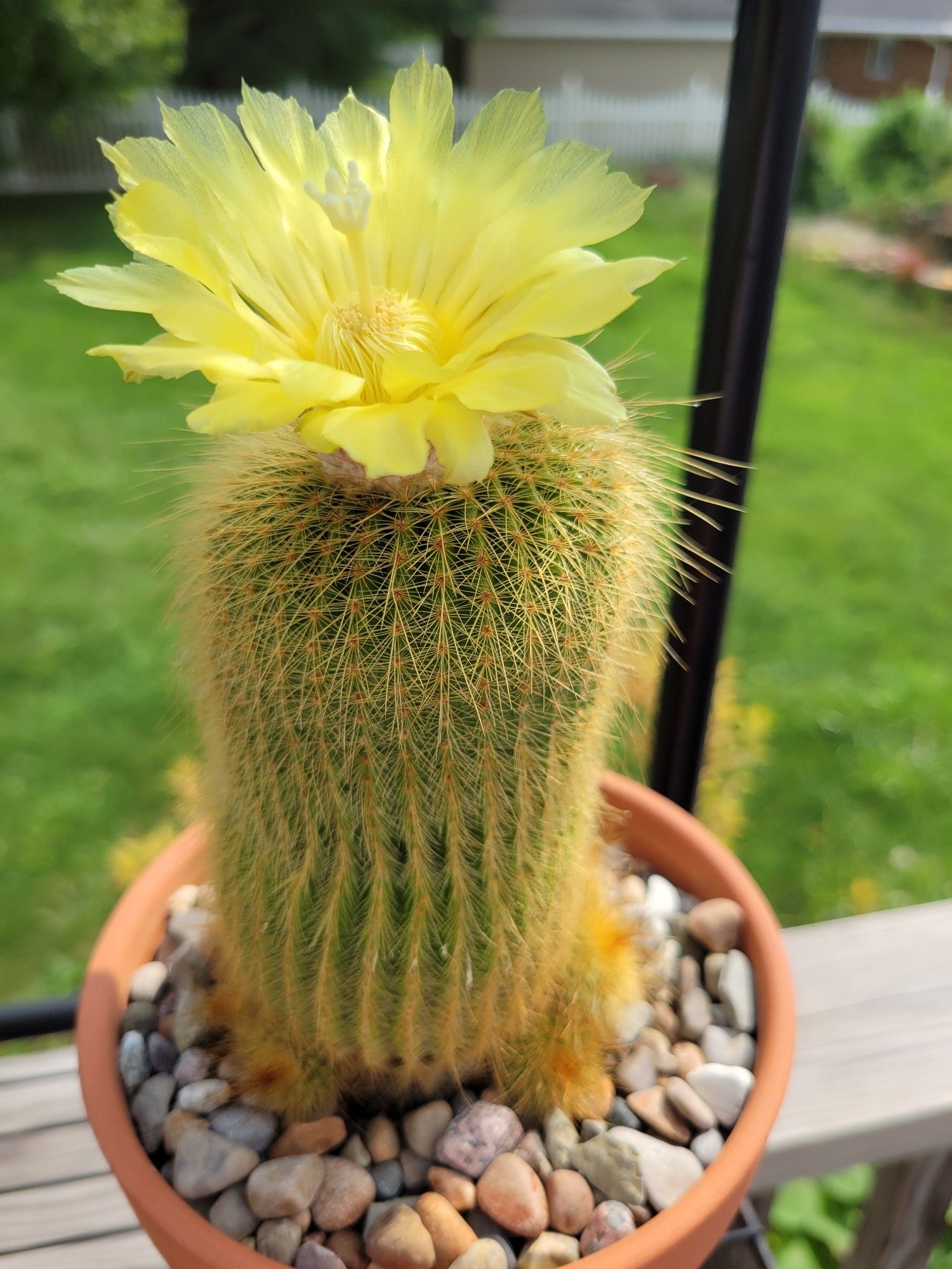 Barrel cactus, about 6" tall in a small terra cotta pot with a yellow flower blooming on top