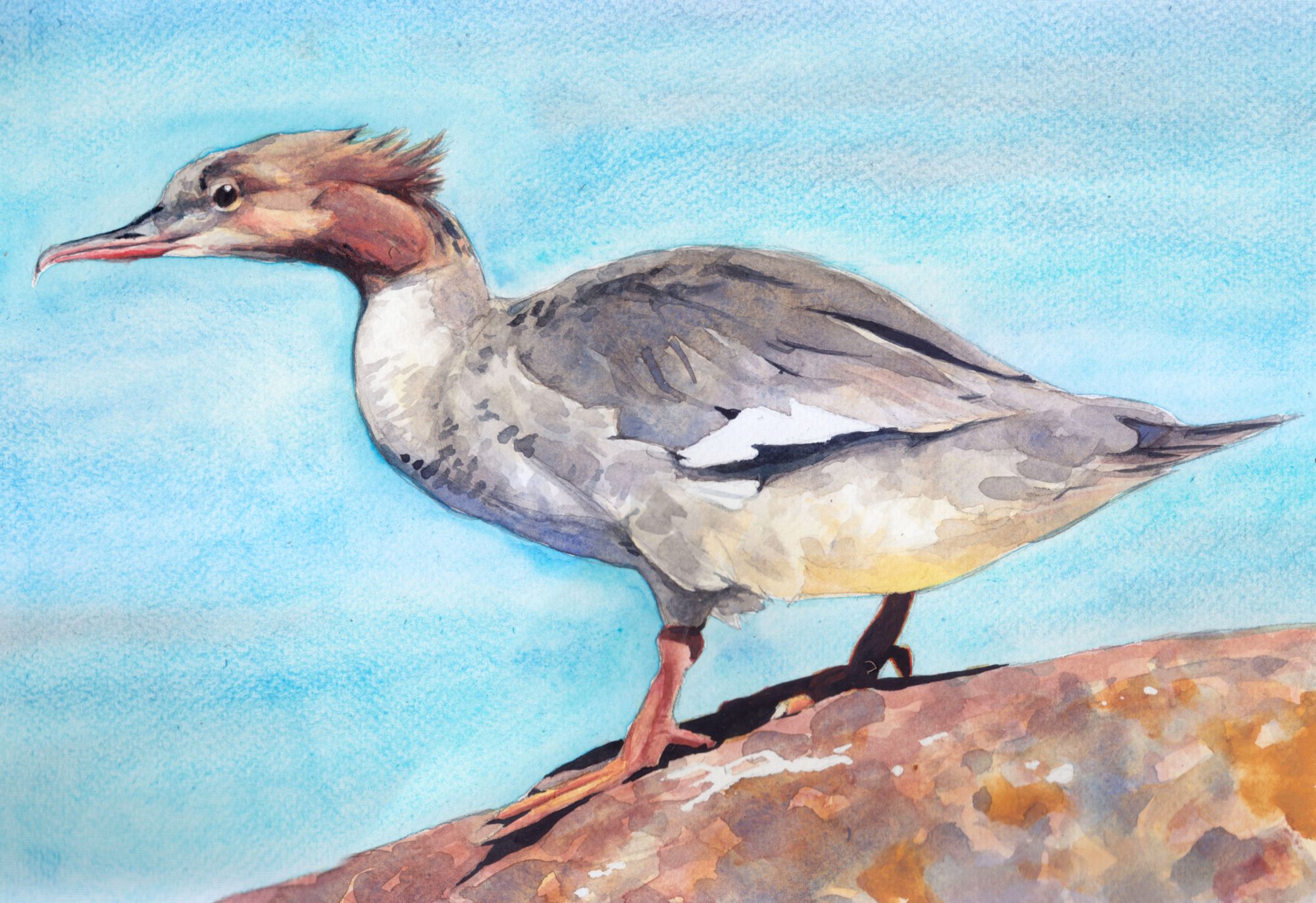 Watercolor painting of a Common Merganser