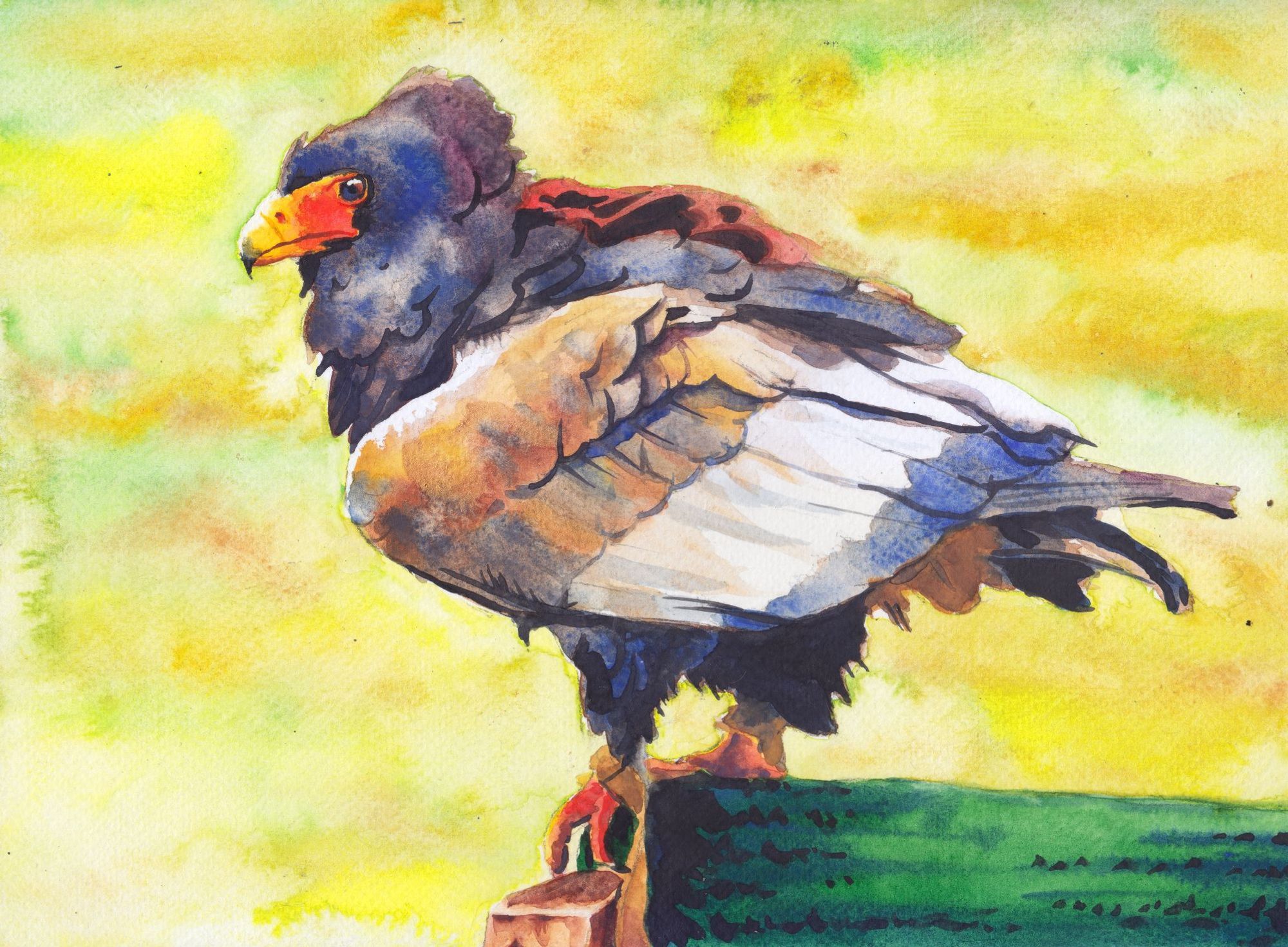 watercolor painting of a bateleur eagle