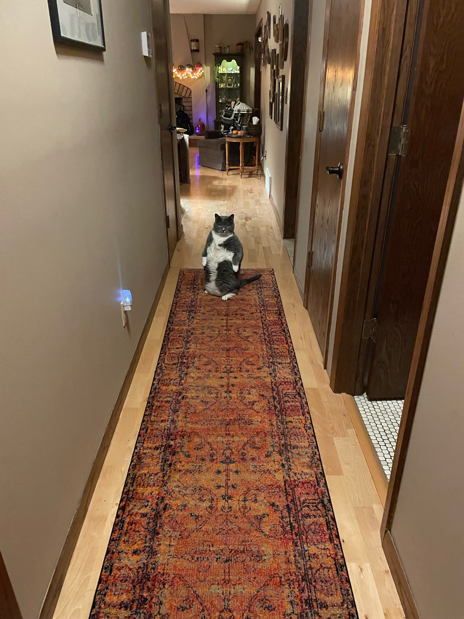 A grey and white cat standing upright at the opposite end of a hallway carpet runner.