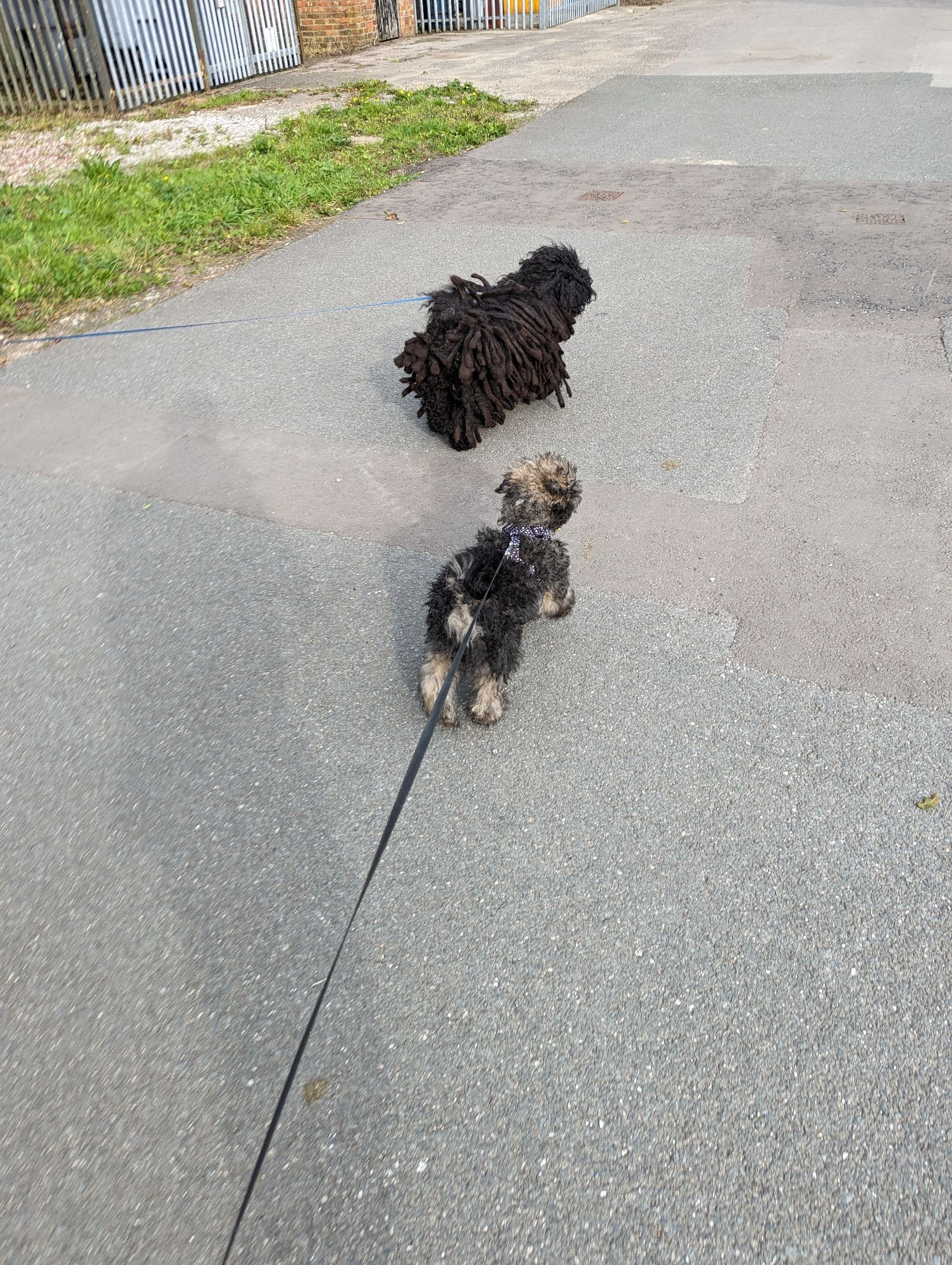 It's a photograph of Isabelle and Digby, walking together.