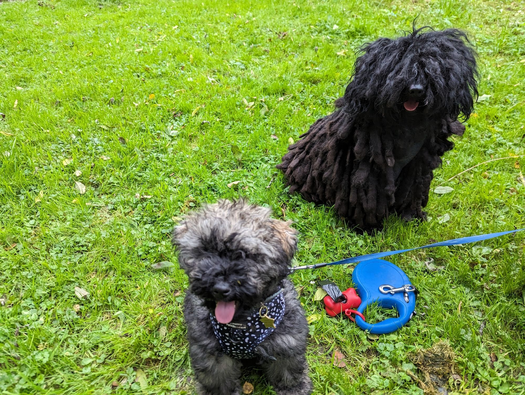 This is a photo of Izzy and Digby (our dogs) from their walk. They are both smiling 😊