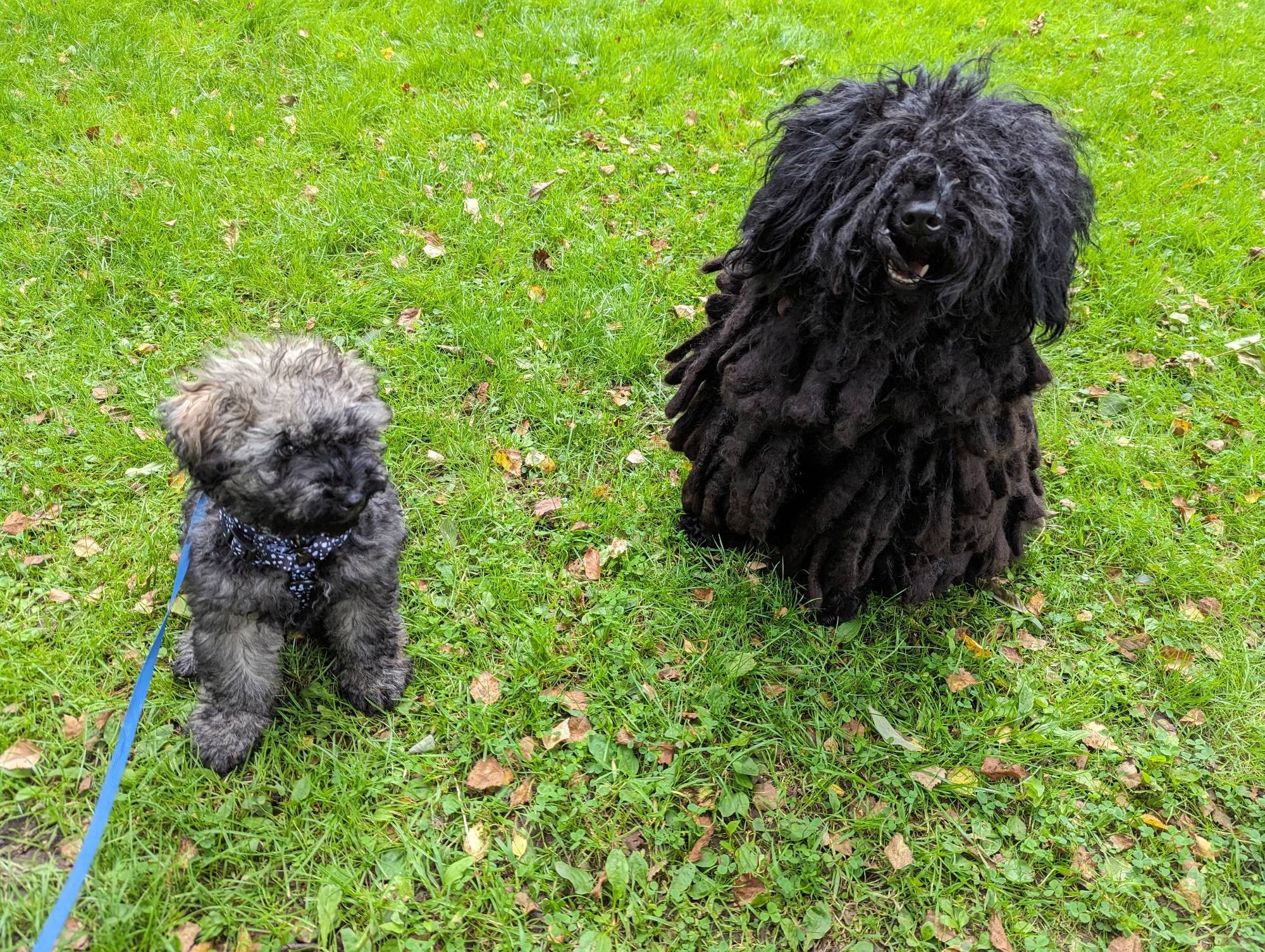 A recent (two days ago) photograph of our two dogs, Digby and Isabelle.