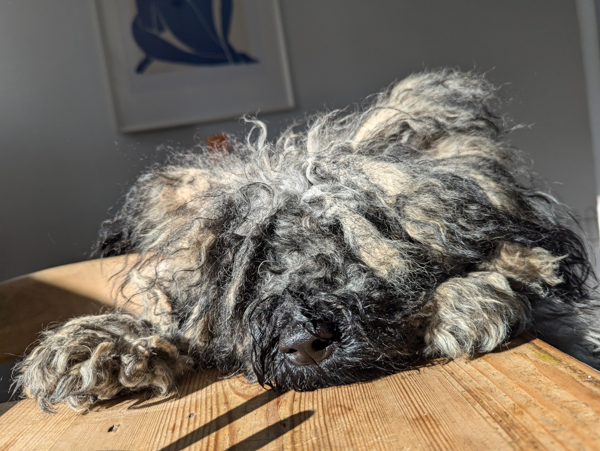 The fuzzy face and nose of a dog (Hungarian Puli) as he leans over the dining room table looking for food.