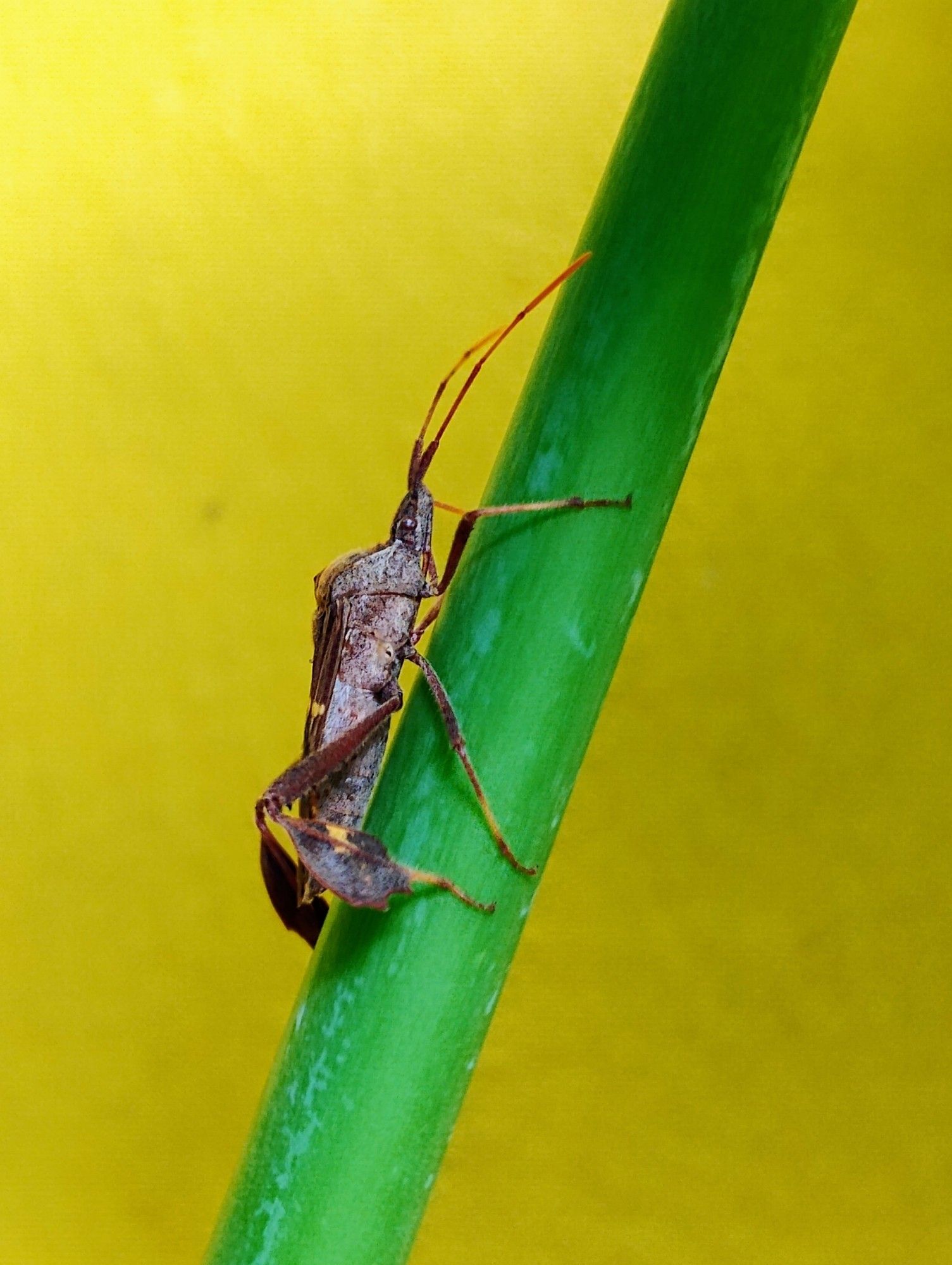 A brown insect with long, orange antennas, and sturdy-looking hindlegs, climbing a stem... what could this be?