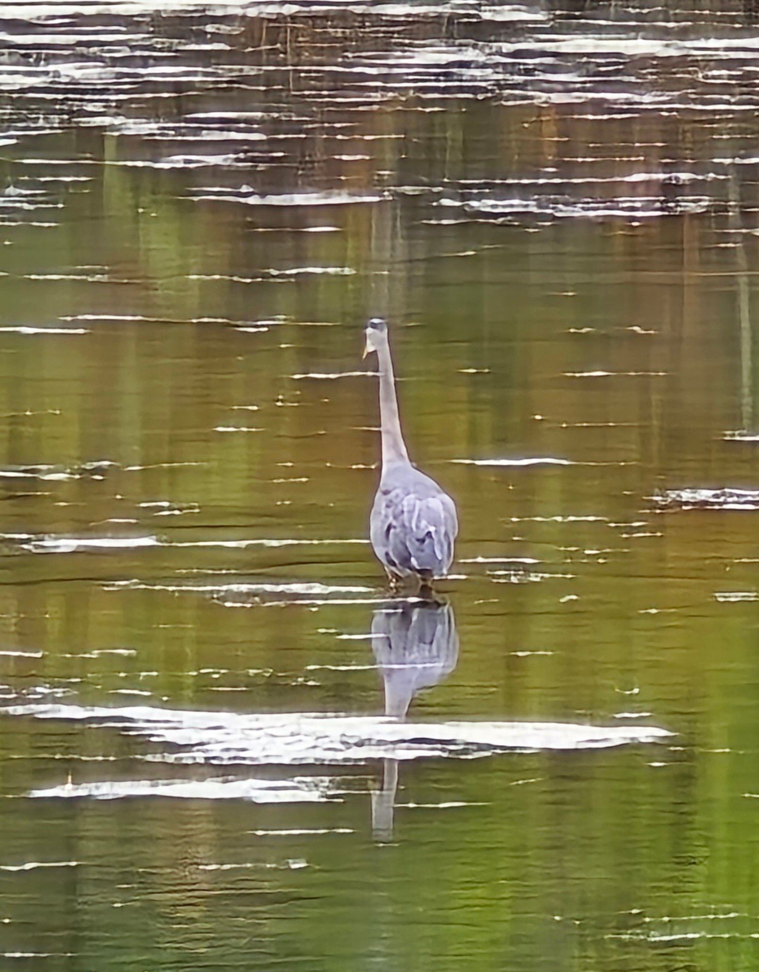 A blue heron standing in a body of shallow water.