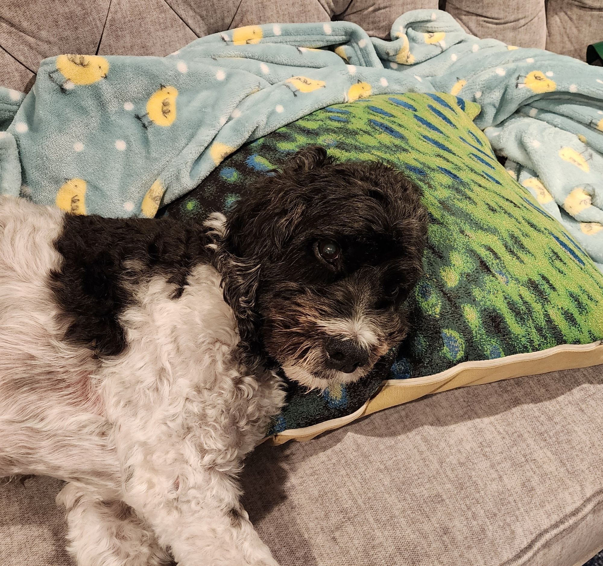 A black and white dog (cockapoo), looking at the camera while lying on his side on a sofa, with his head resting on a green and white pillow in a human-like manner.