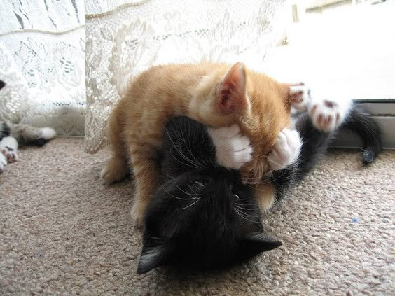 orange kitten laying on black kitten