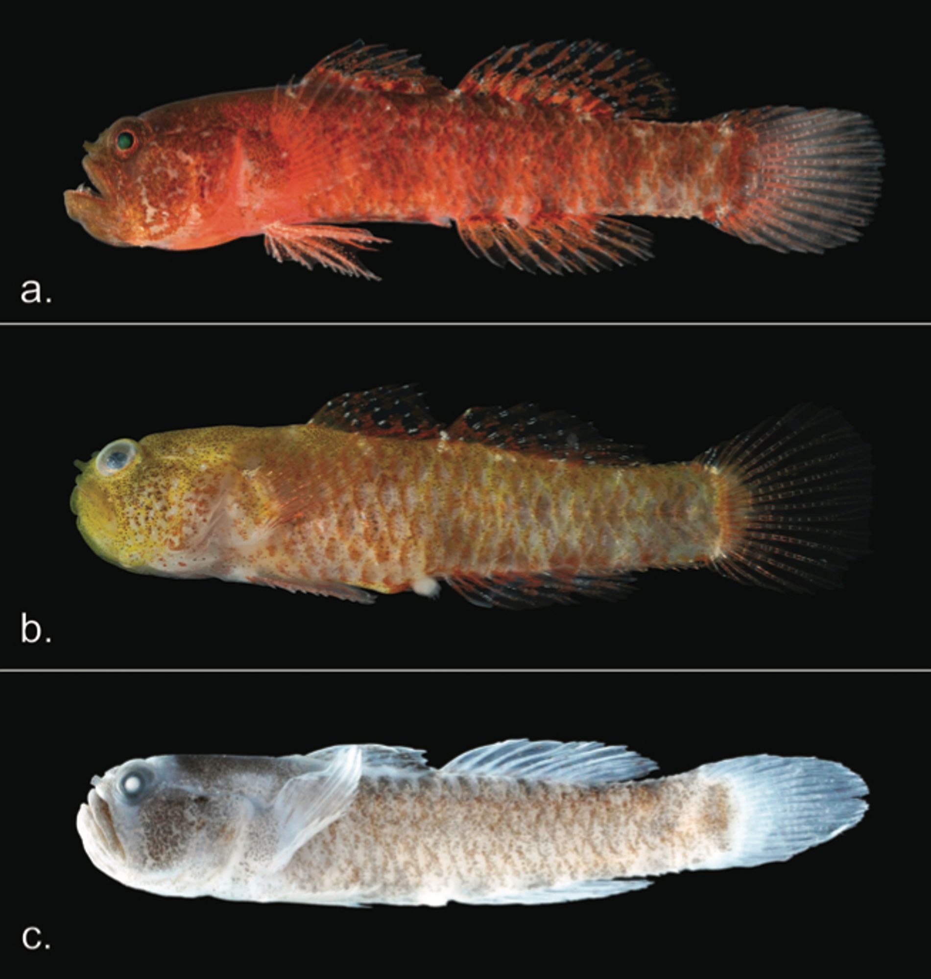 Full body shots of the new dwarfgoby species