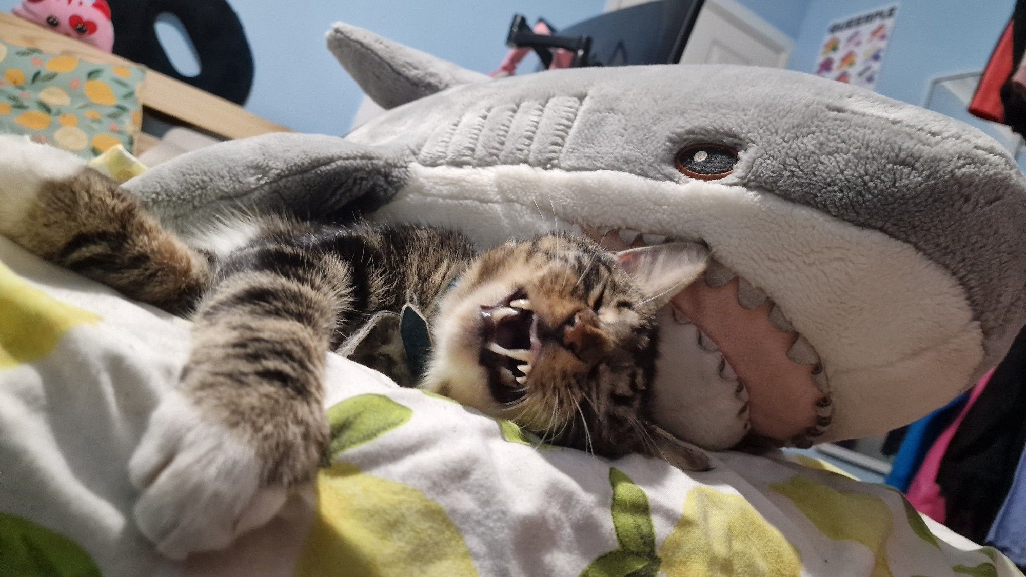 A manx cat laying on the edge of a bed, with a blåhaj laying partially on top of him. The cat's mouth is open slightly