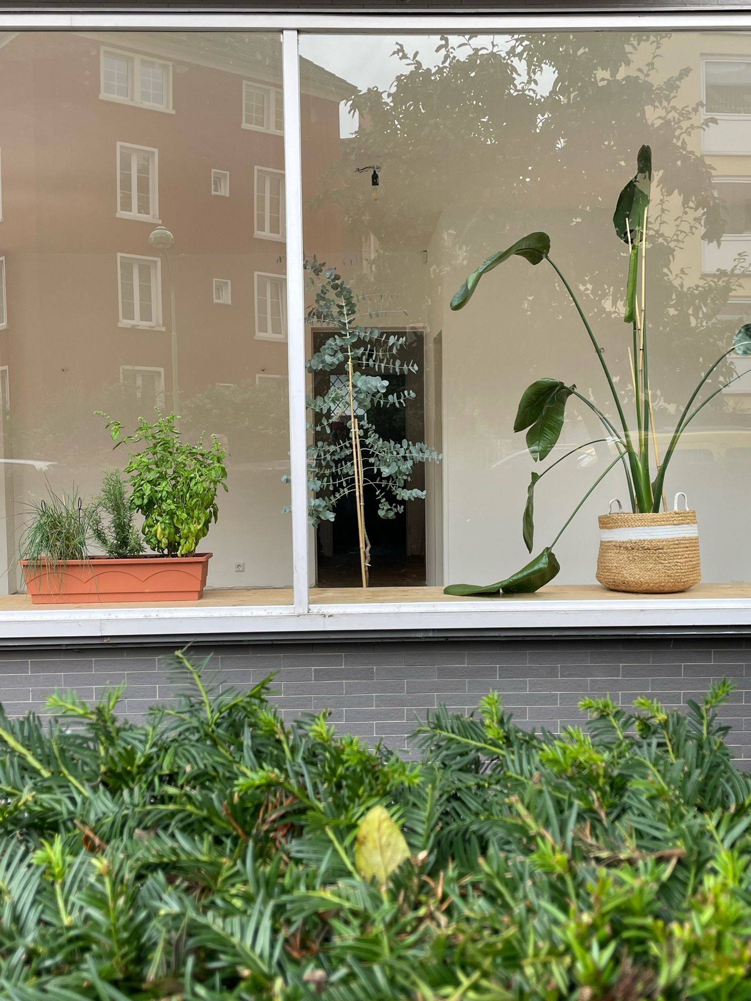 Großes Fenster eines leeren Ladens. Auf seiner Fensterbank ein paar große Pflanzen die wie eine Installation wirken.