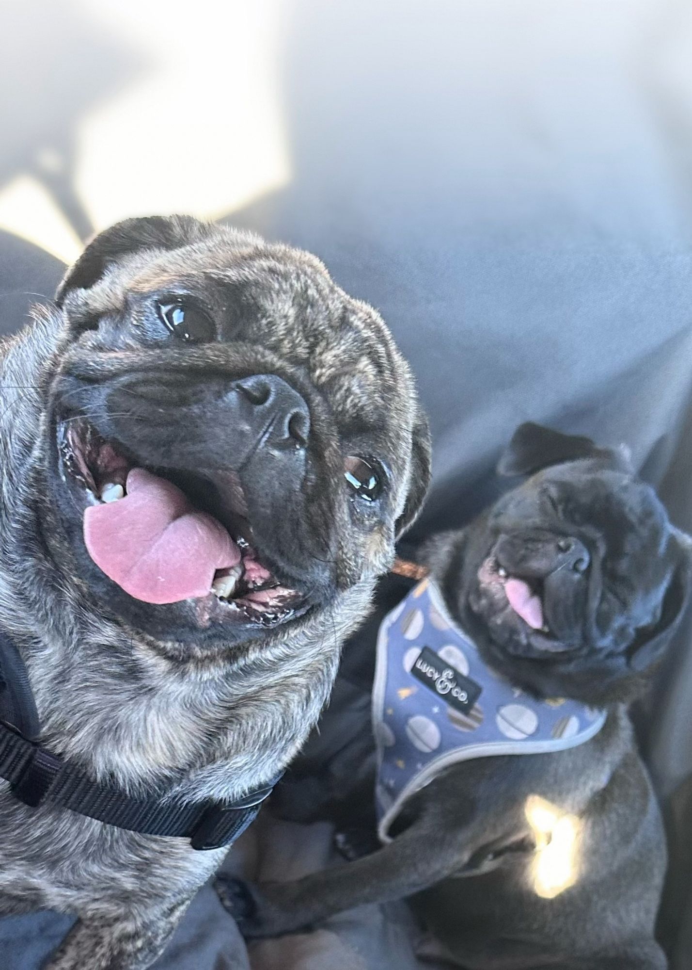 Two pugs smiling.