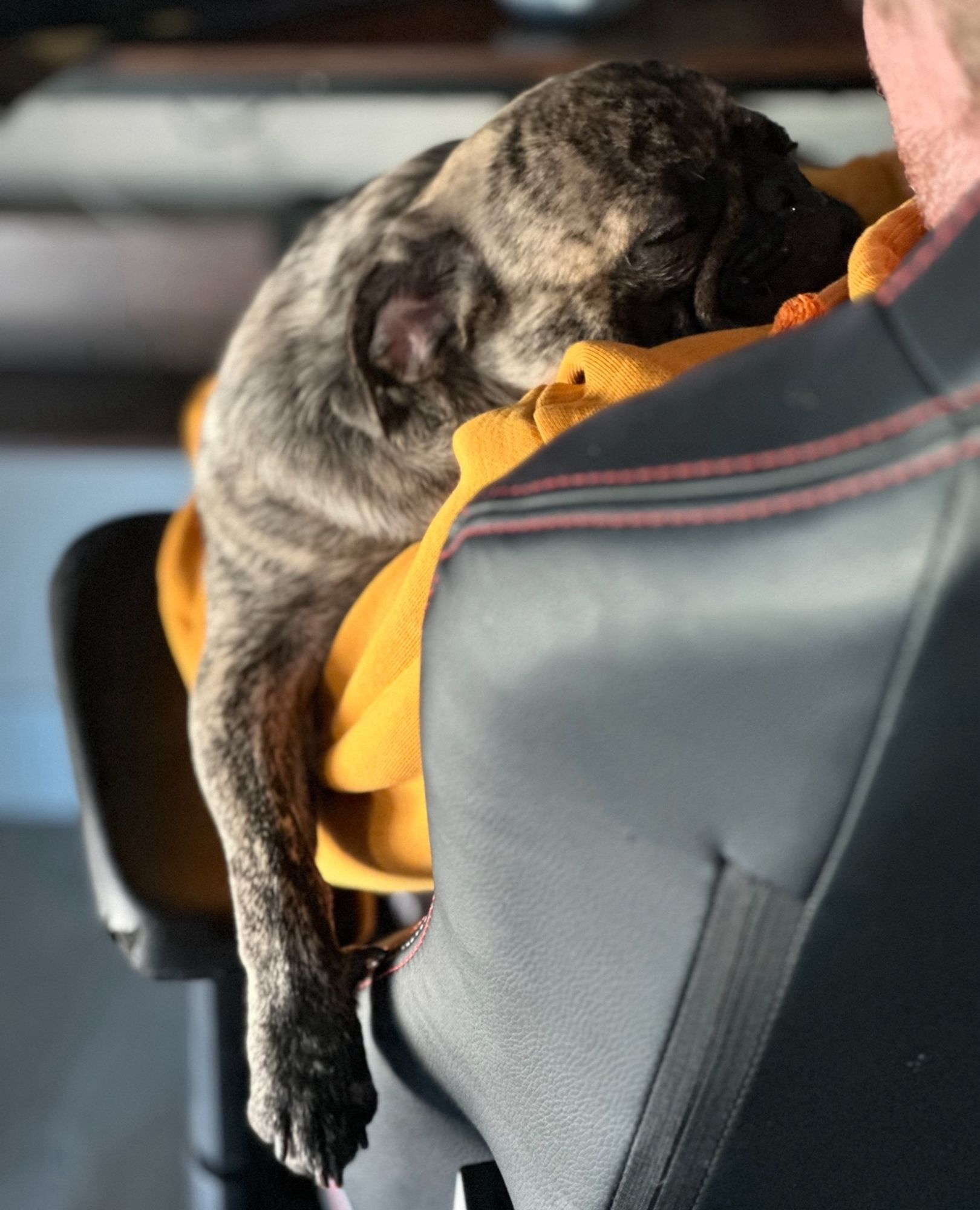 A brindle pug sleeping on a man’s shoulder.