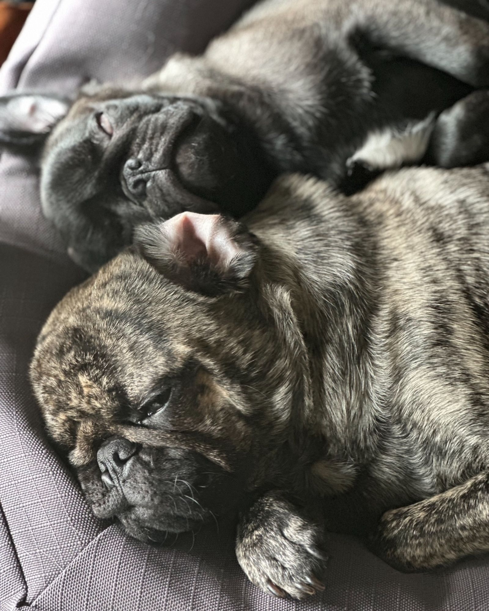 Two pugs snoozing.