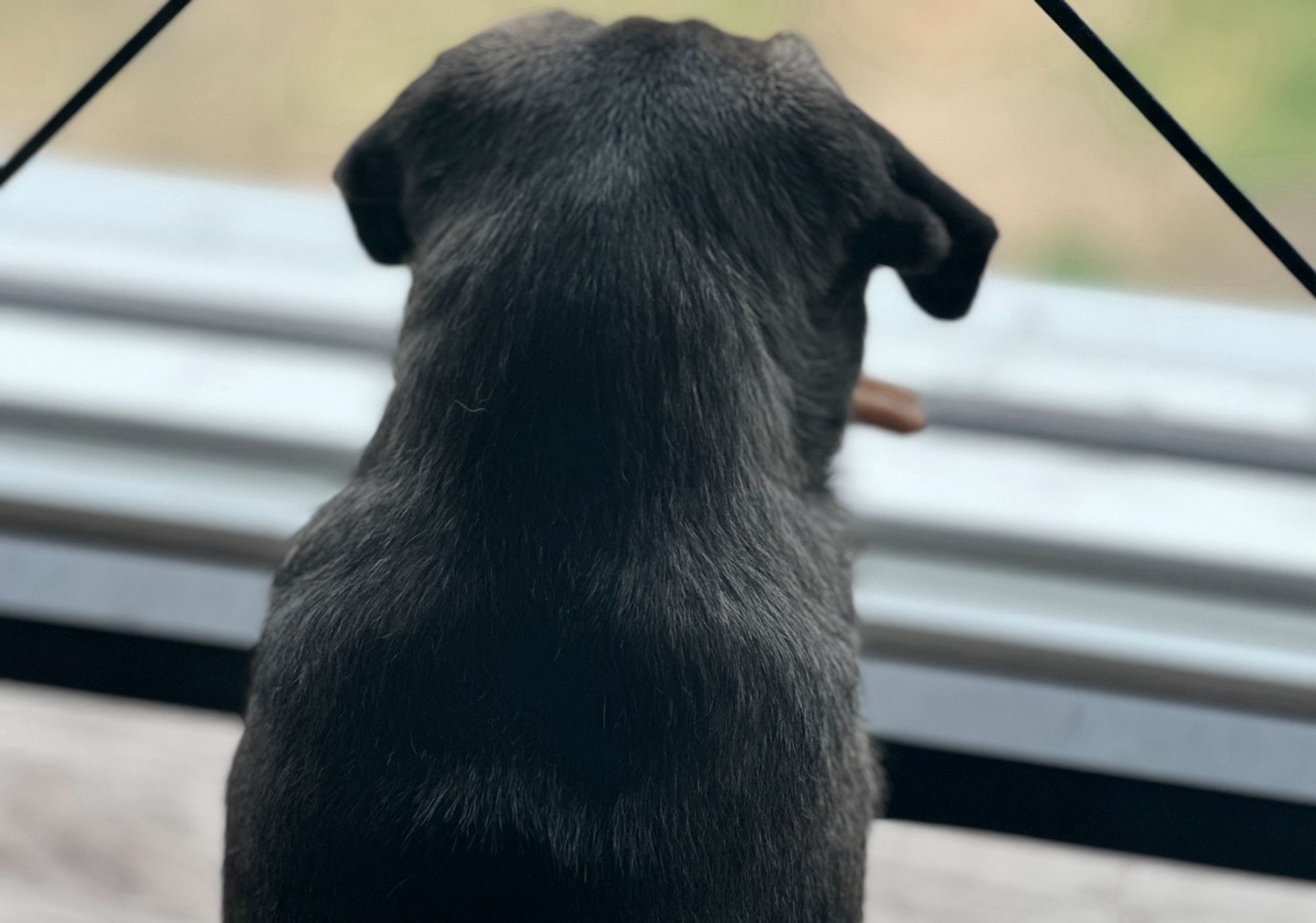 A silver pug puppy looking out a window, holding a bone like a cigar in his mouth.