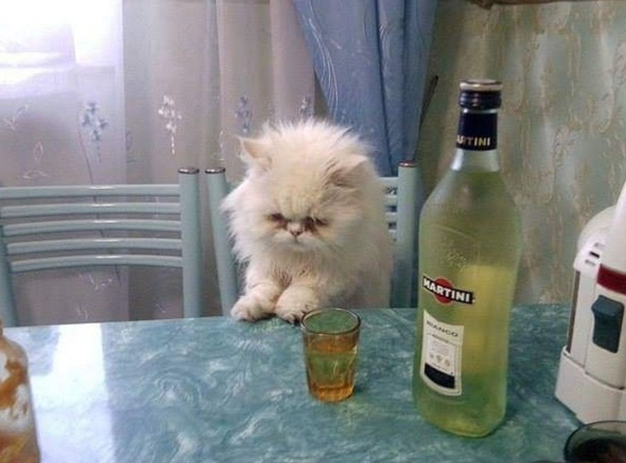 Depressed-looking white cat at table by bottle of vodka