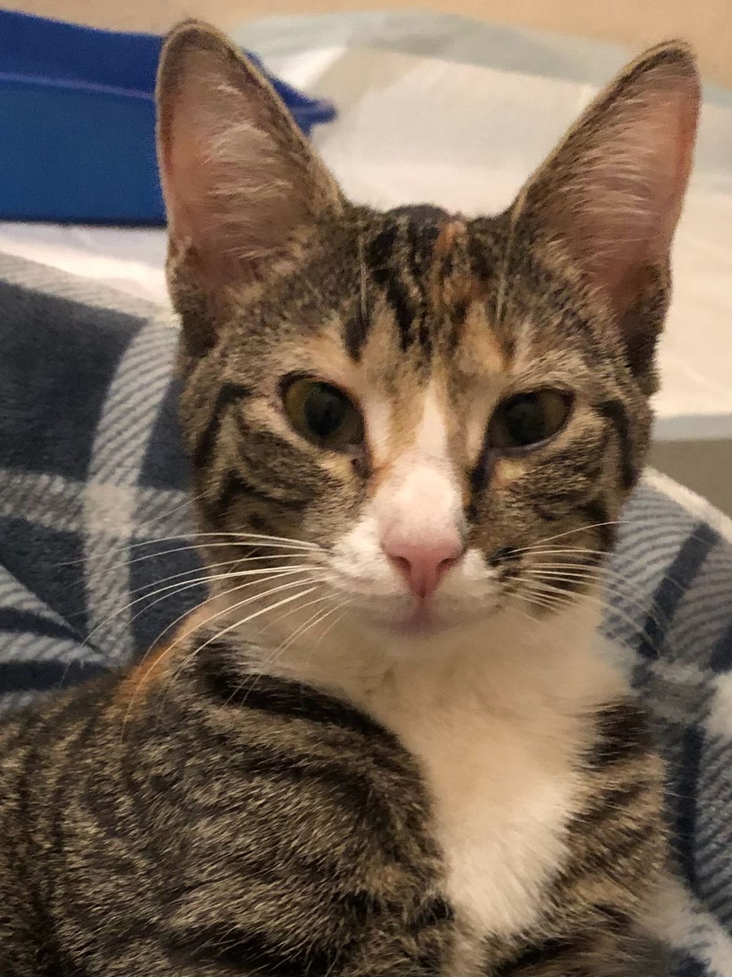 Quarantined kitten with too tall ears staring sleepily at camera