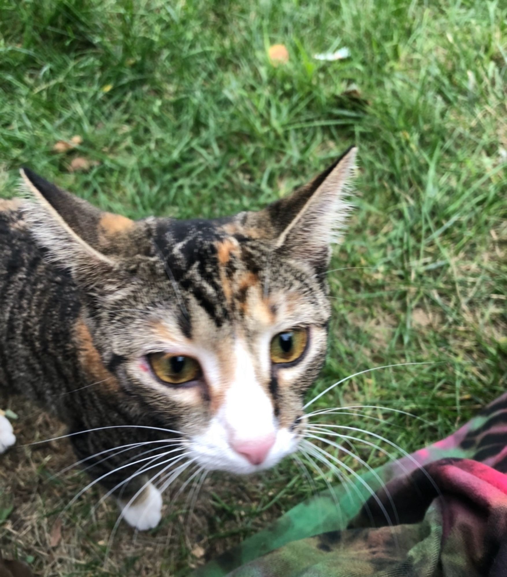 Damp kitten with a white nose and muzzle and striped head (half grey/half orange) staring so sadly at the human behind the camera