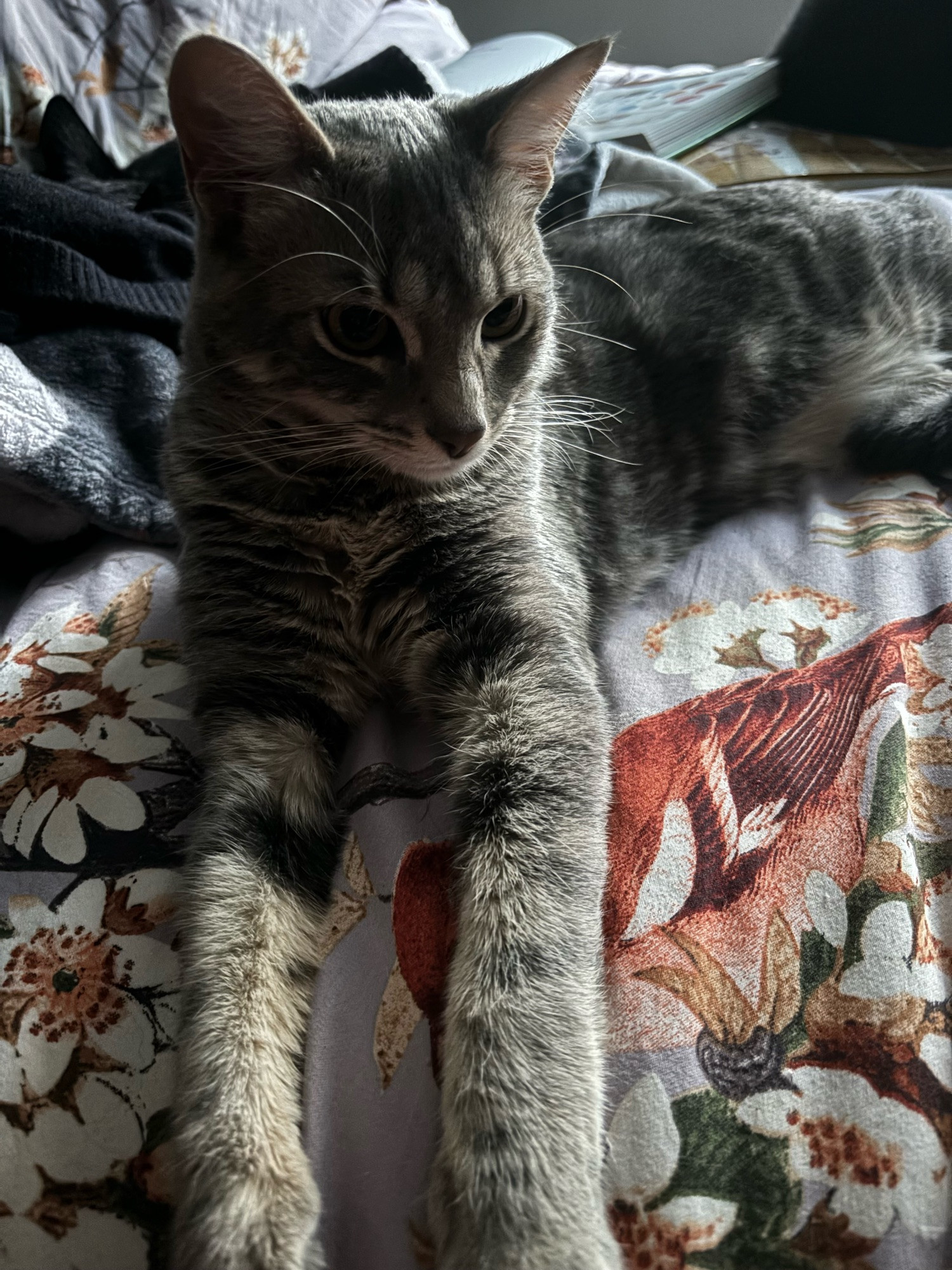 Grey kitten with paws outstretched rests adorably on a fabric either white flowers and an orange bird 