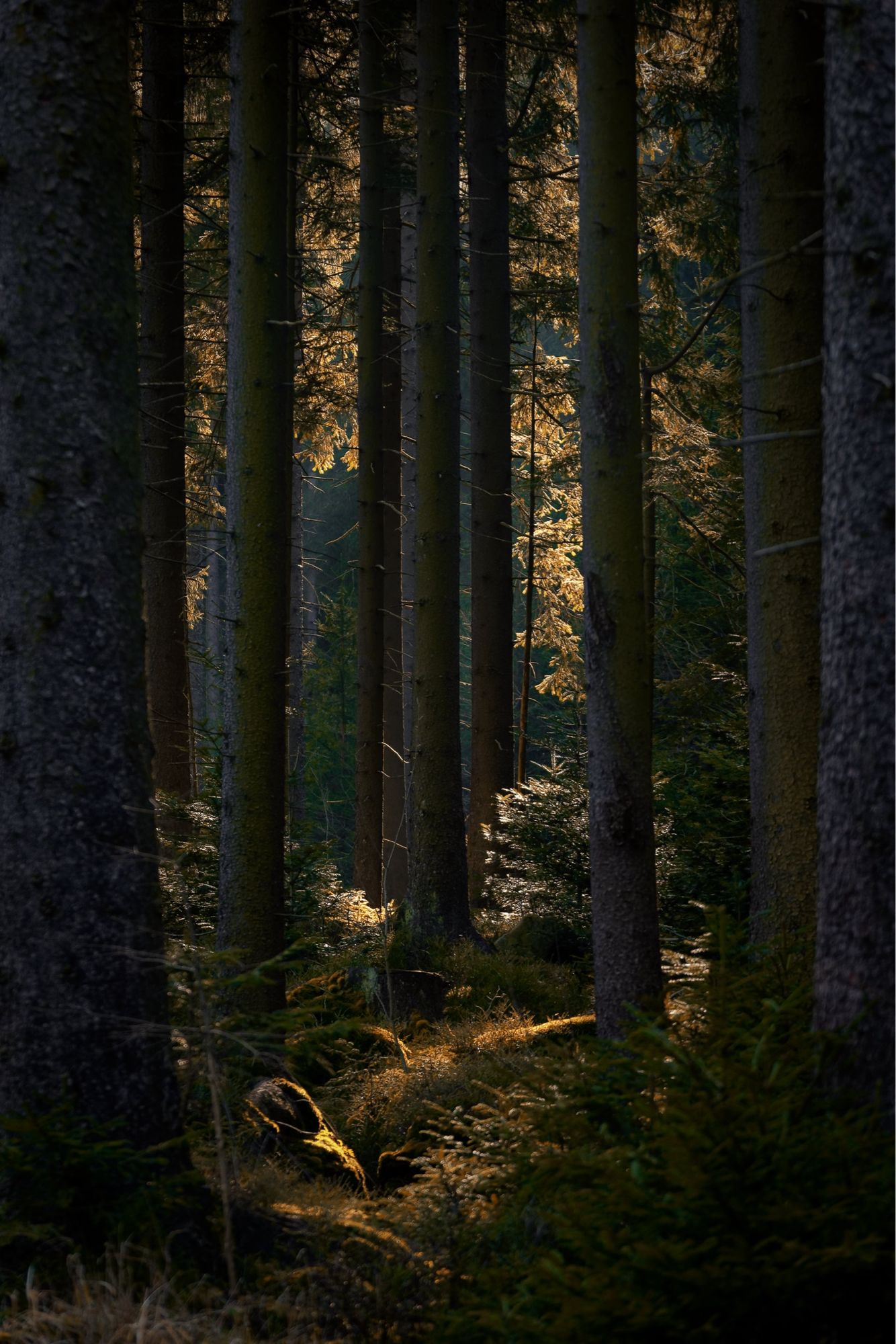 Ein Ausschnitt eines Waldstückes. Zu sehen sind Baumstämme, die senkrecht nach oben wachsen. Zwischen den Stämmen taucht die Sonne die Blätter in goldenes Licht