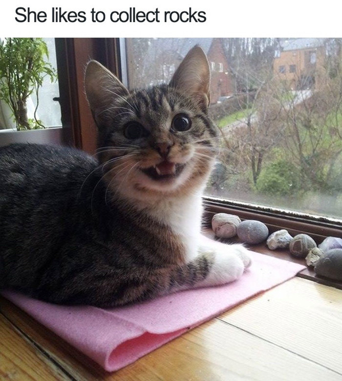 A chirping cat is sitting next to a window, looking excitedly into the camera. In front of here there are a number of rocks. The caption reads 'She likes to collect rocks.'