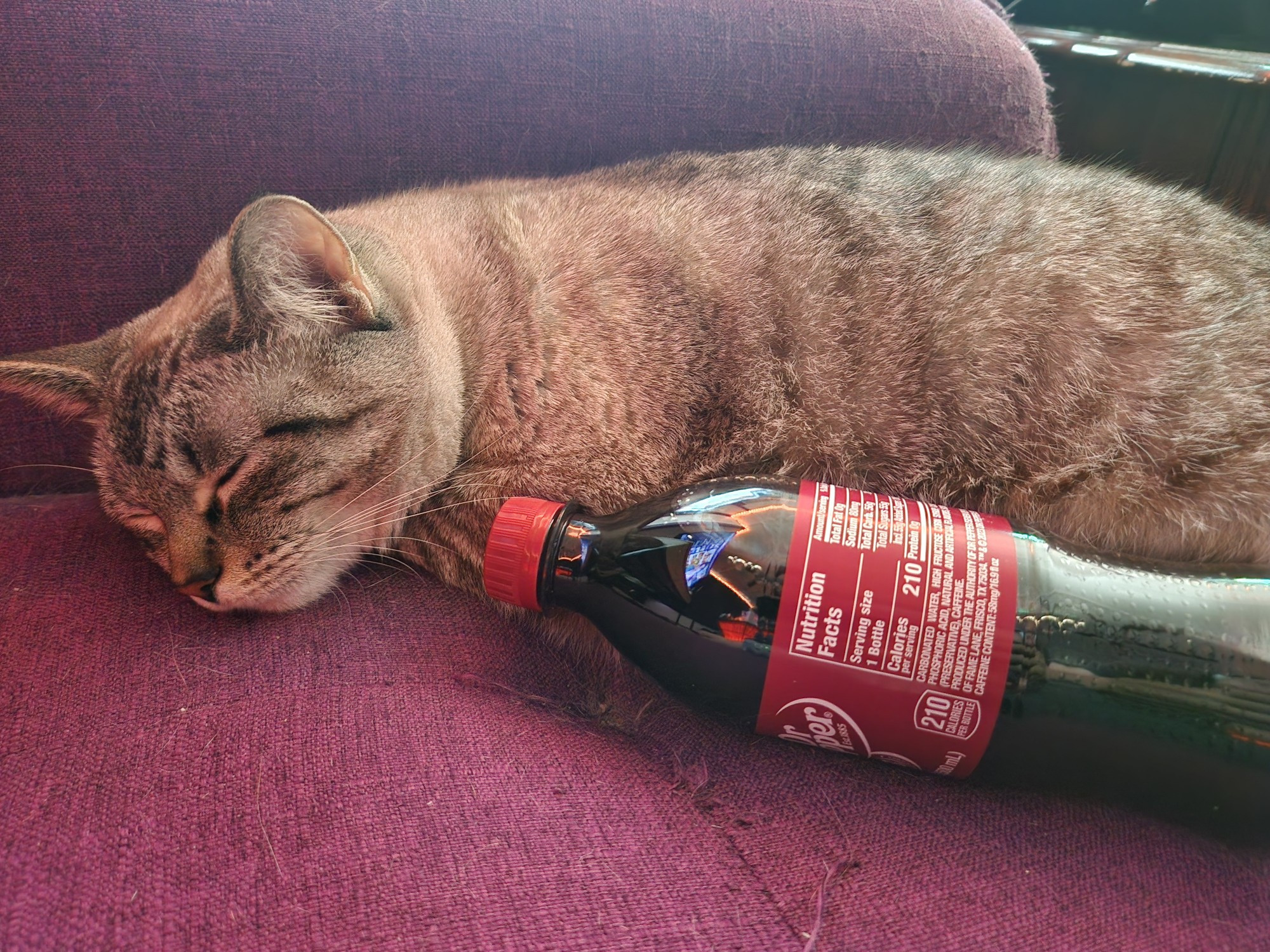 My cat Mani cuddling an unopened bottle of Dr. Pepper