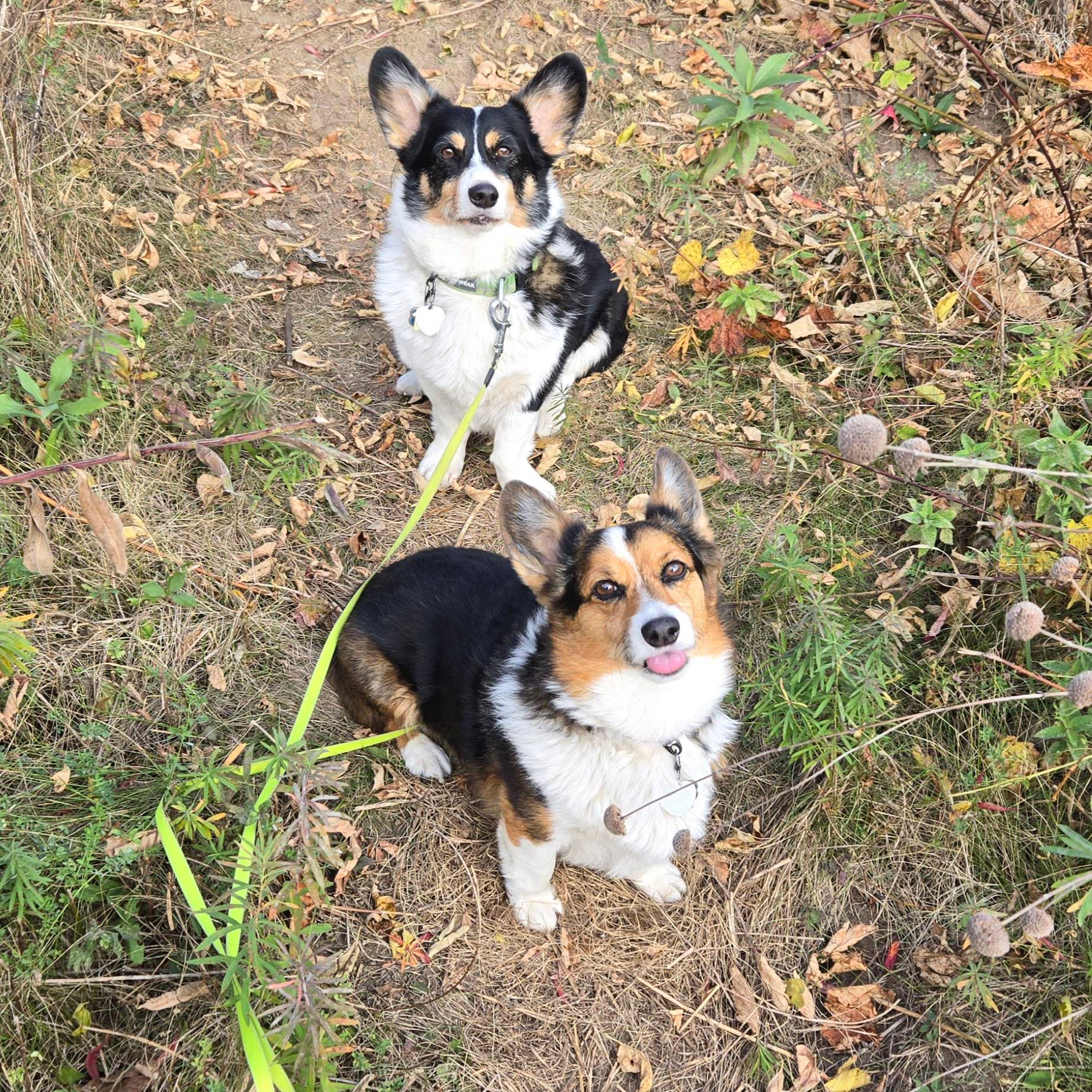 Tricolor Pembroke Welsh Corgi siblings Loki Laughinghund and Freyja Frostypaws (bleb)