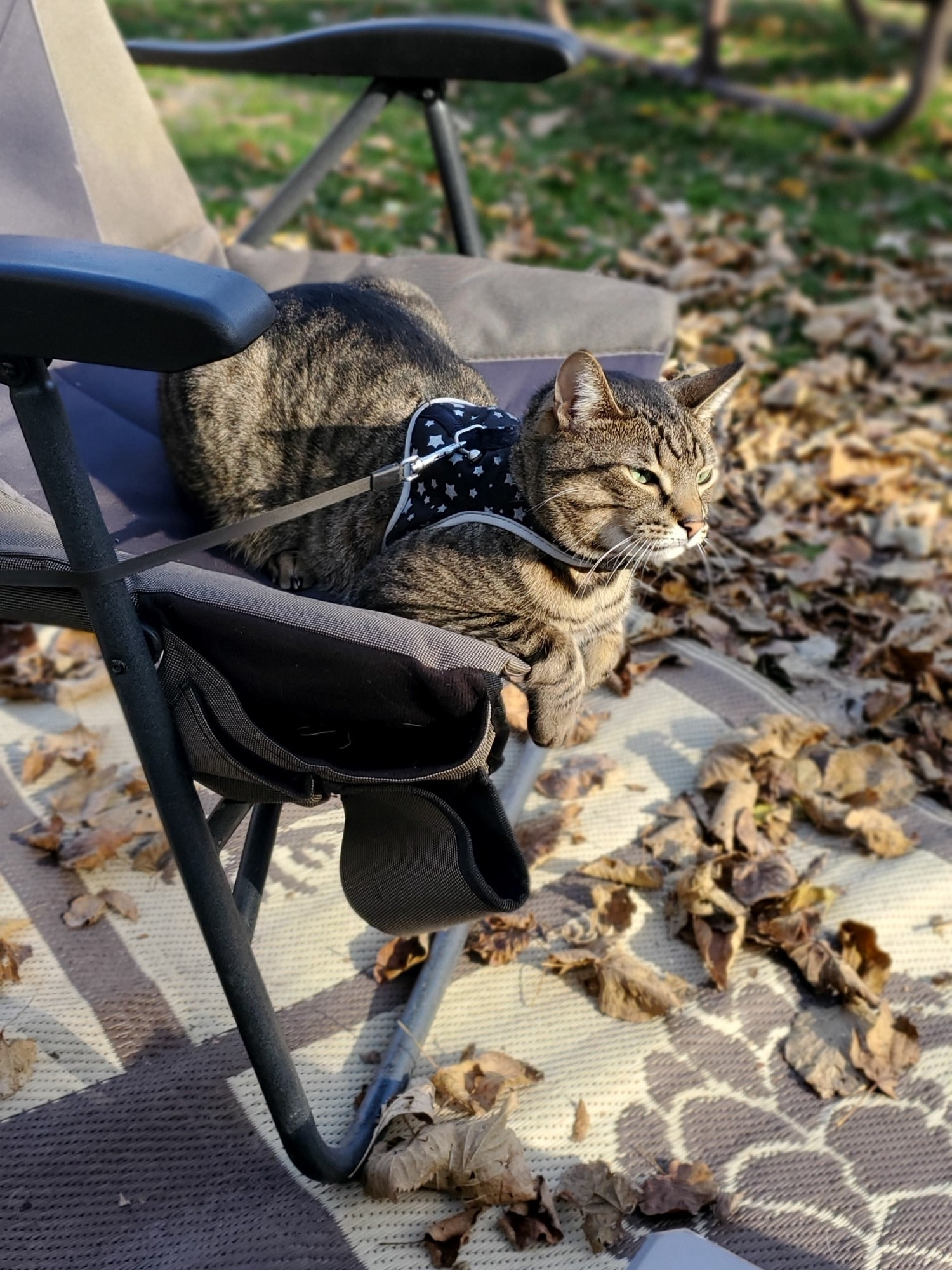 Tabby Stitch wearing harness lounging on camping chair