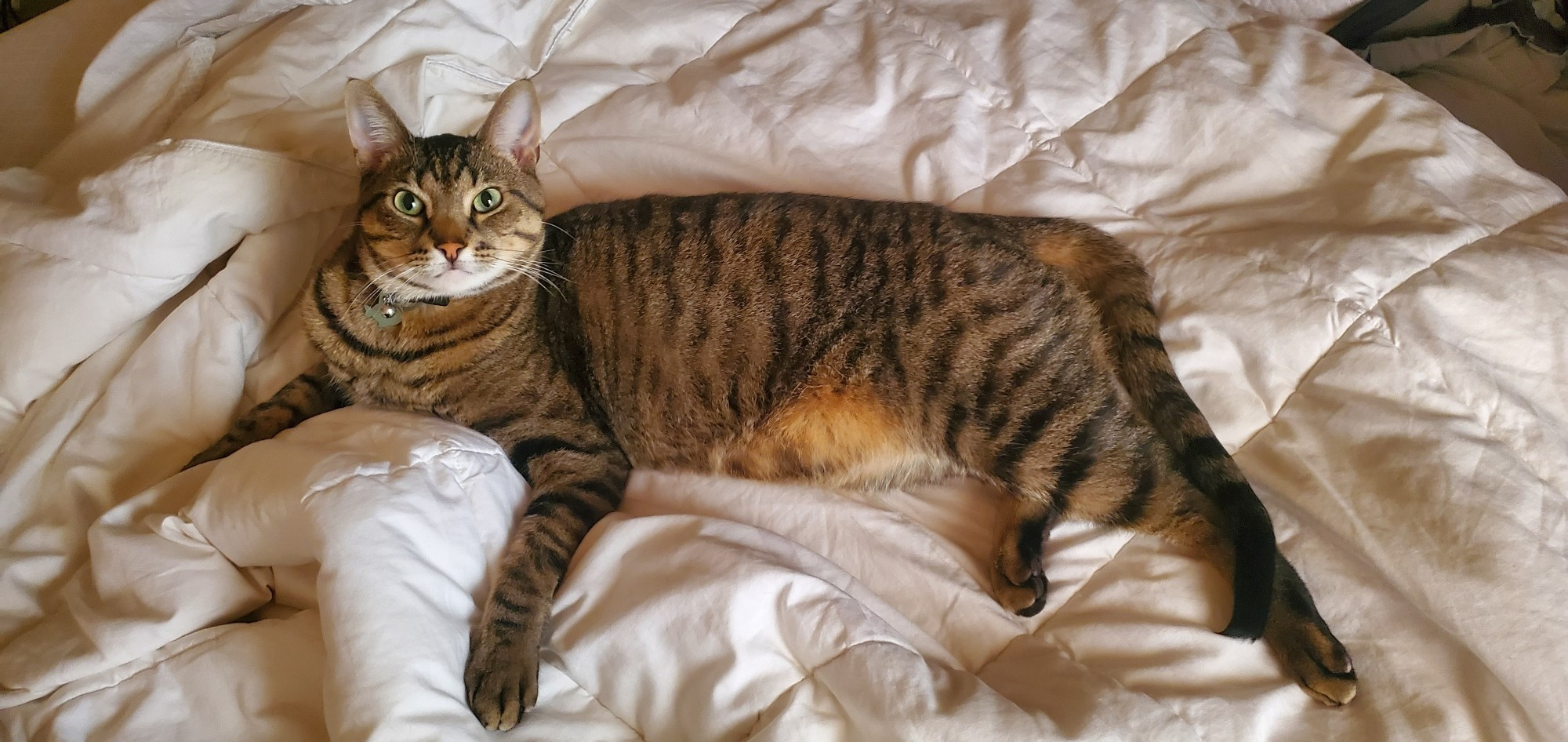 Tabby cat Stitch lounging on white duvet