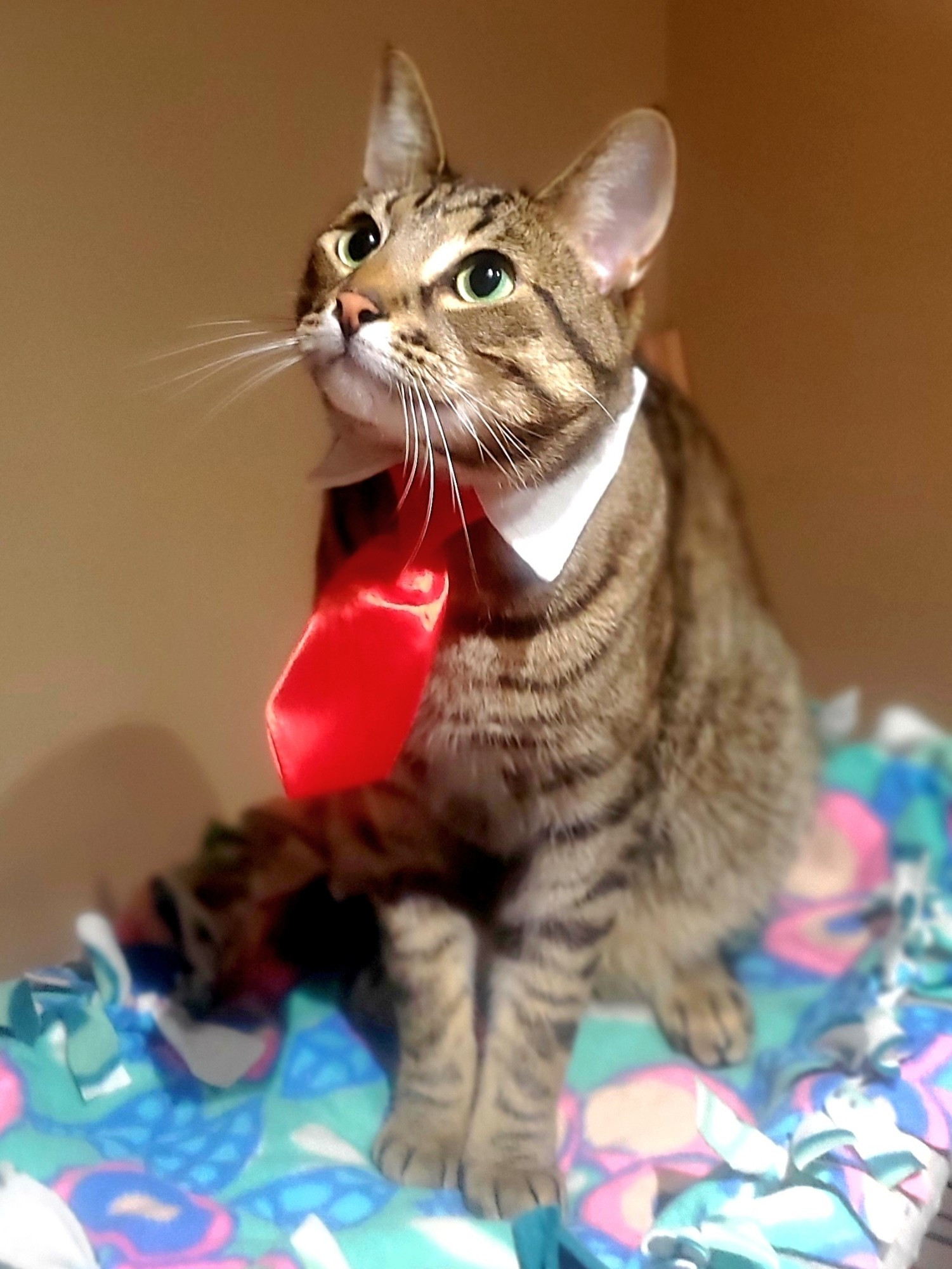 Tabby Stitch is a business cat