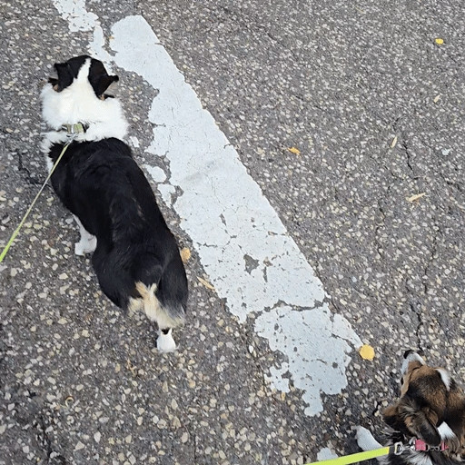 Pembroke Welsh Corgi siblings Loki and Freyja crosswalk GIF